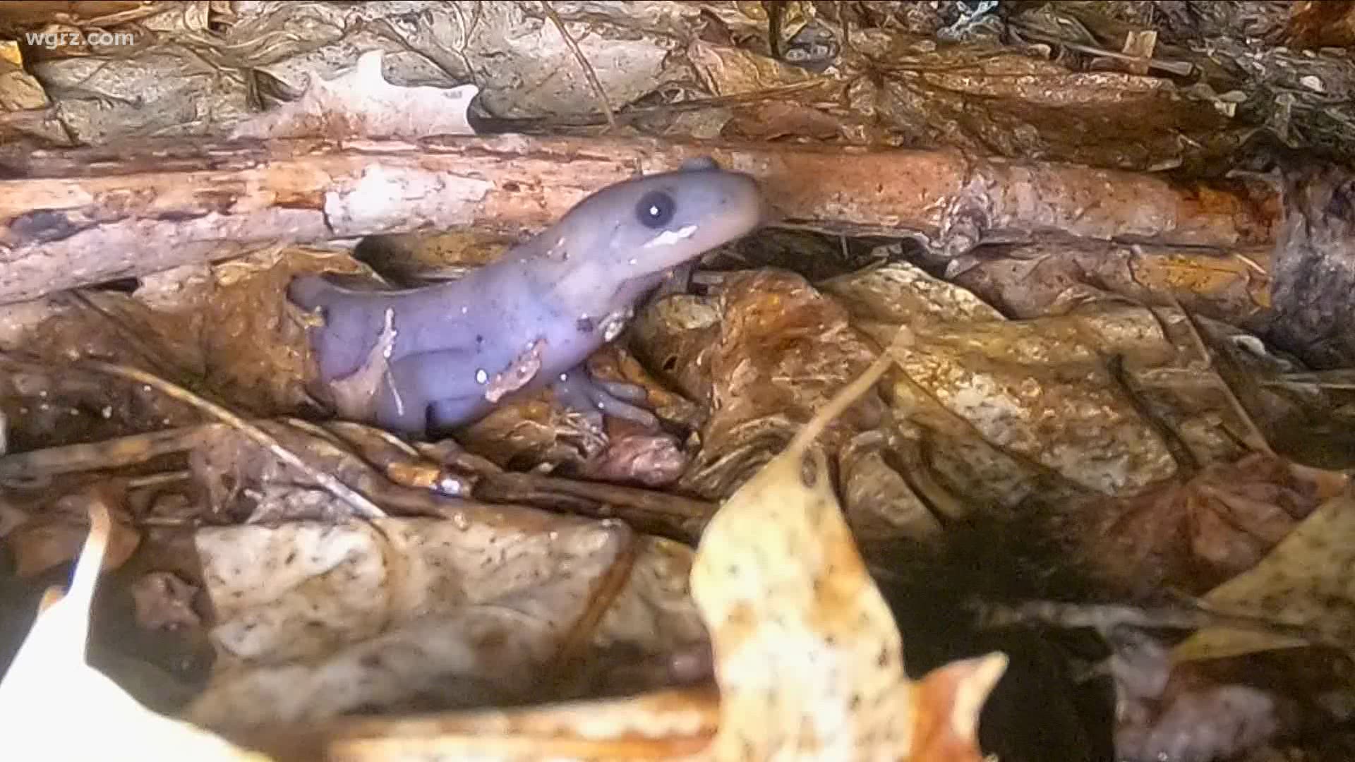 Vernal pools provide the perfect habitat for salamanders emerging from winter hibernation.