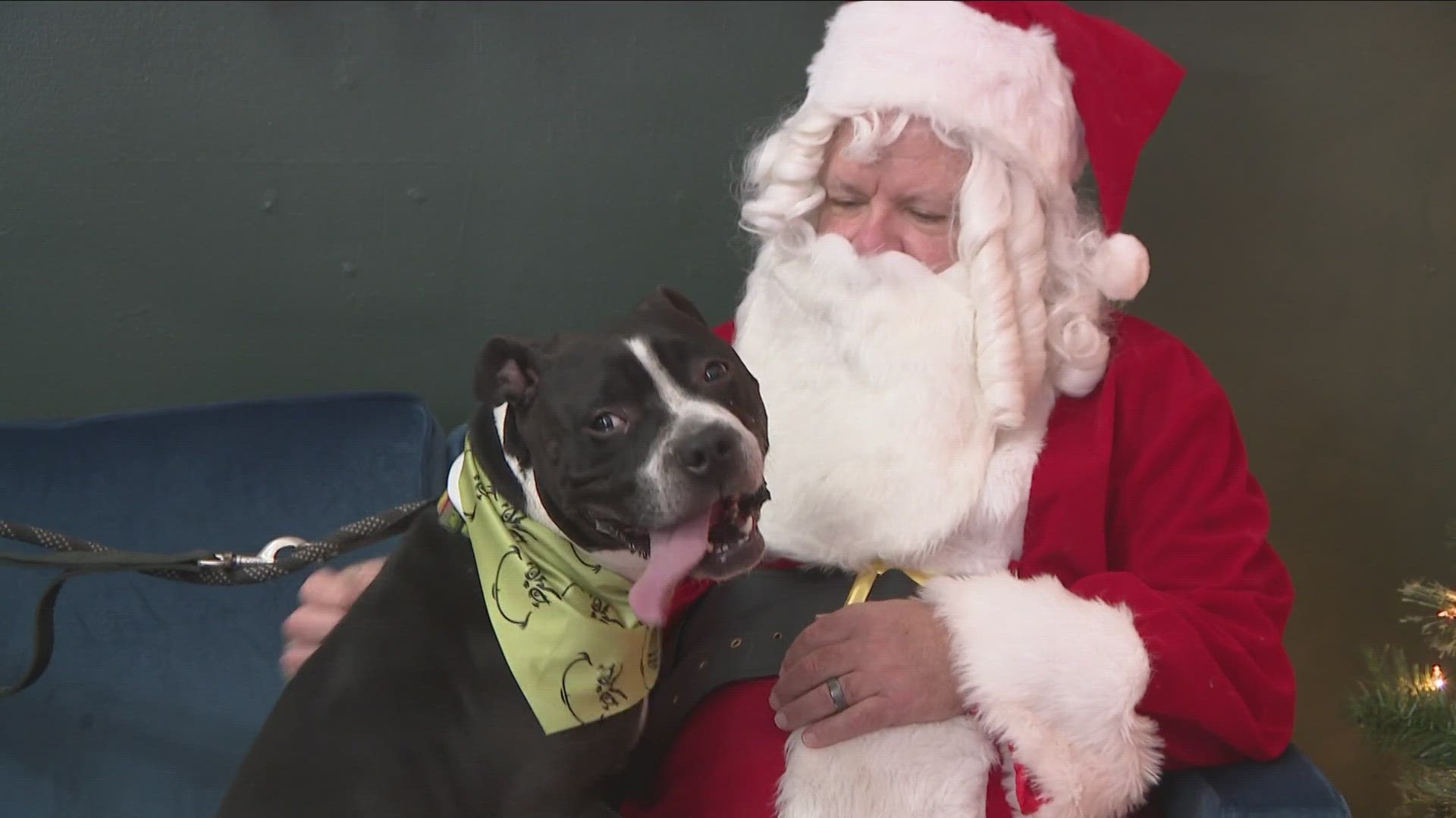 The Allentown pet store served up a holiday feast to some four-legged guests who currently live at the city's animal shelter.