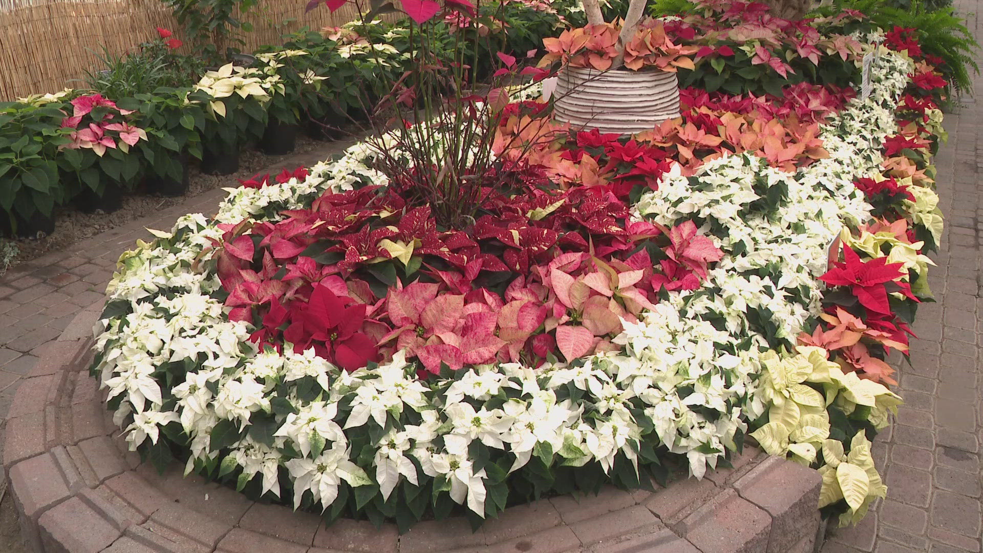 The annual Poinsettia exhibit made it big return on Friday. There will be a number of activities like and artisan market.