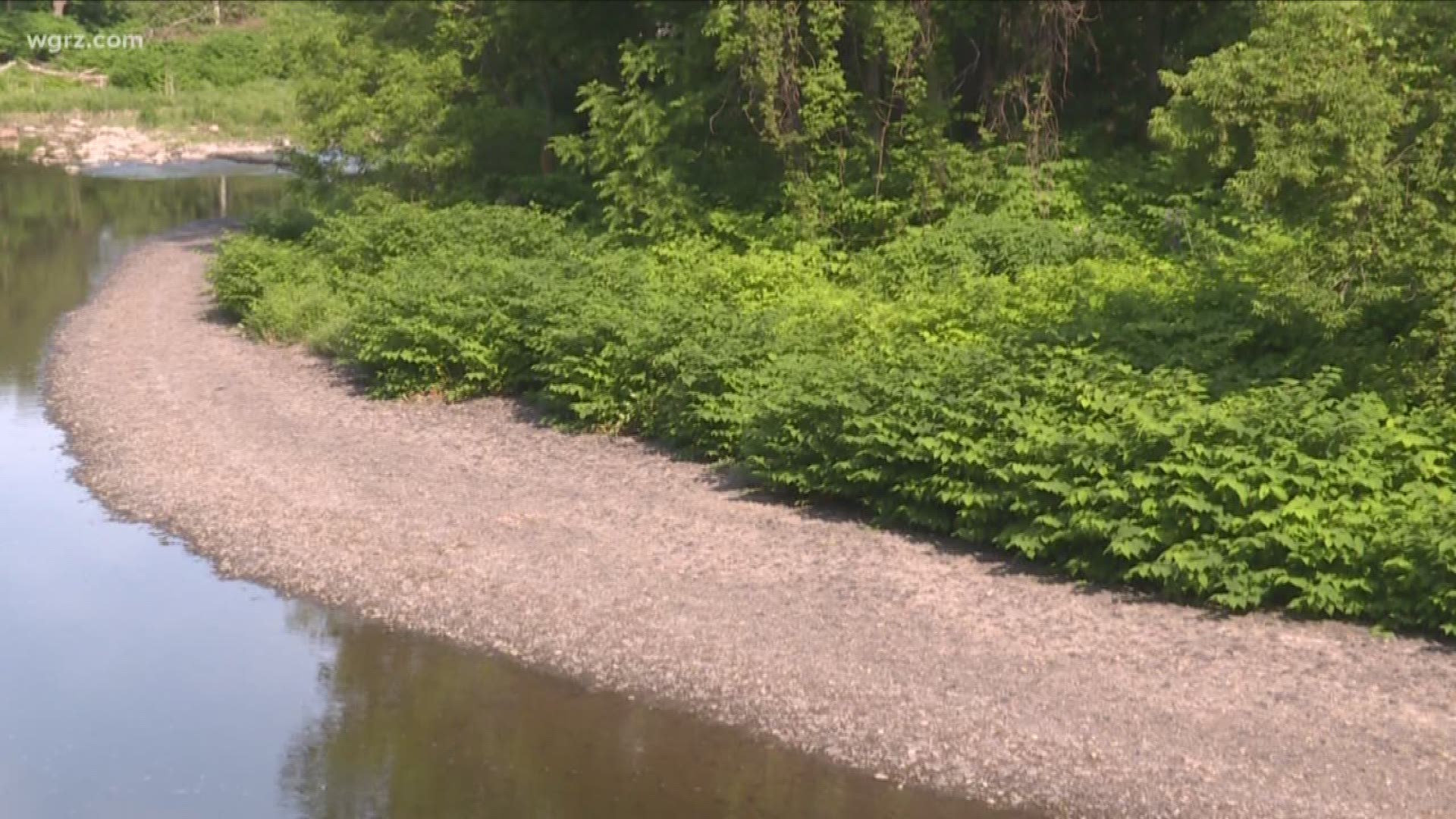 Stretches of the creek are dominated by the invasive plant Japanese Knotweed.