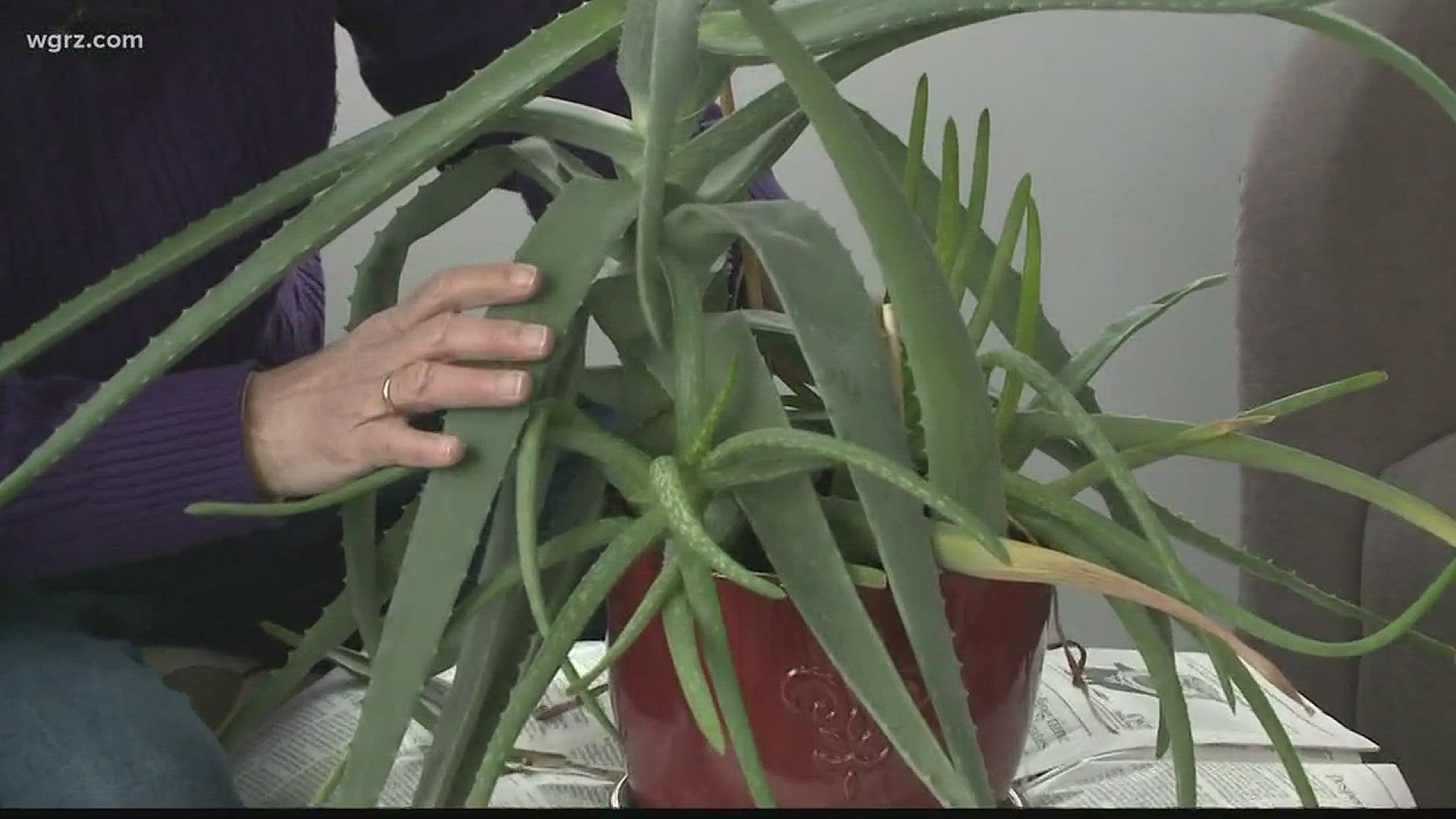 In this week's "2 the Garden," Jackie shows us how to take care of aloe vera plants.