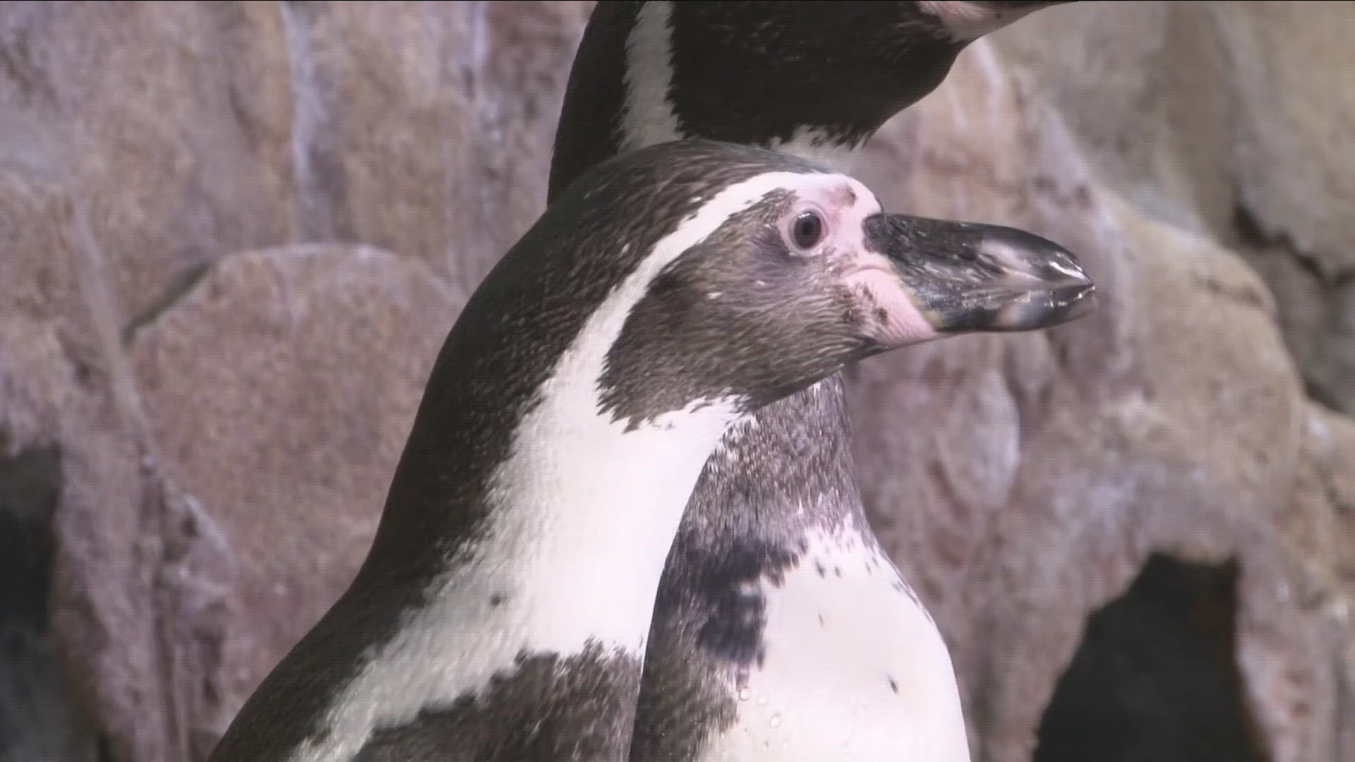 The aquarium's sixteen Humboldt penguins are fan favorite.