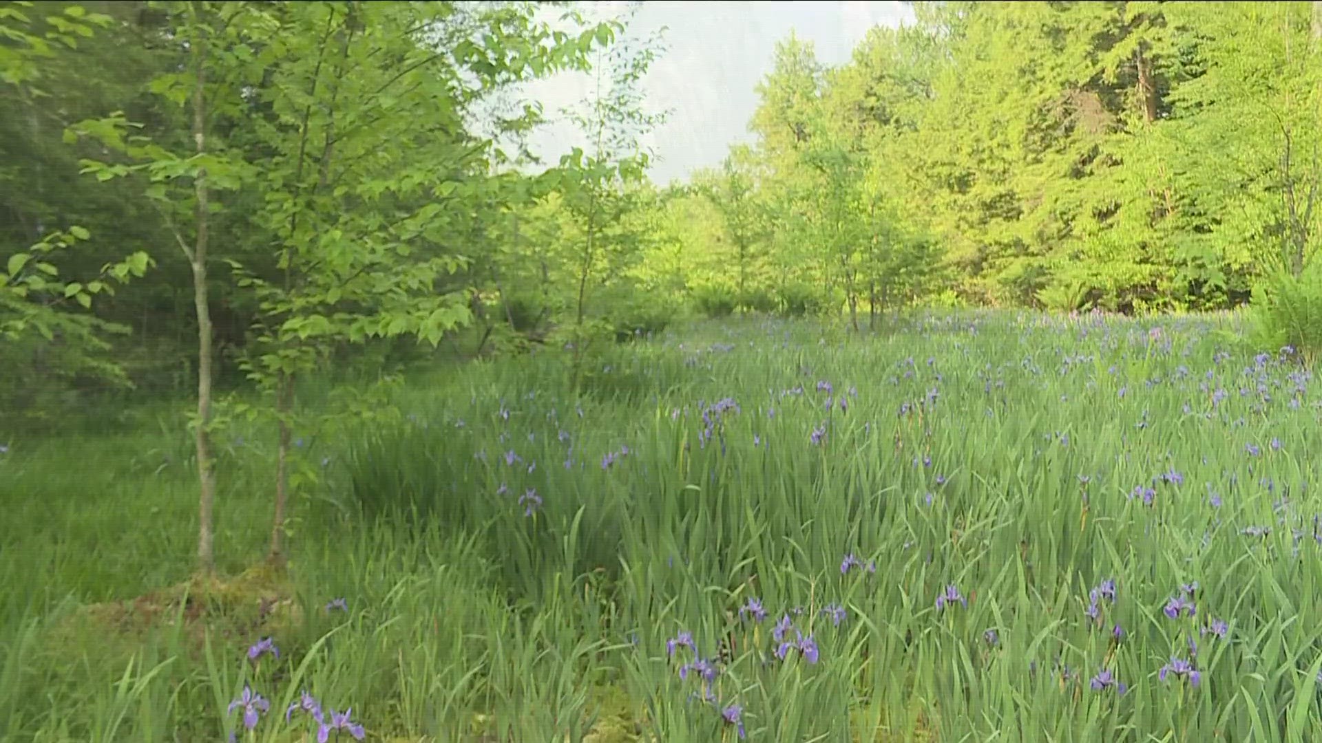 The Western NY Land Conservancy is aiming to purchase and protect sensitive habitats.