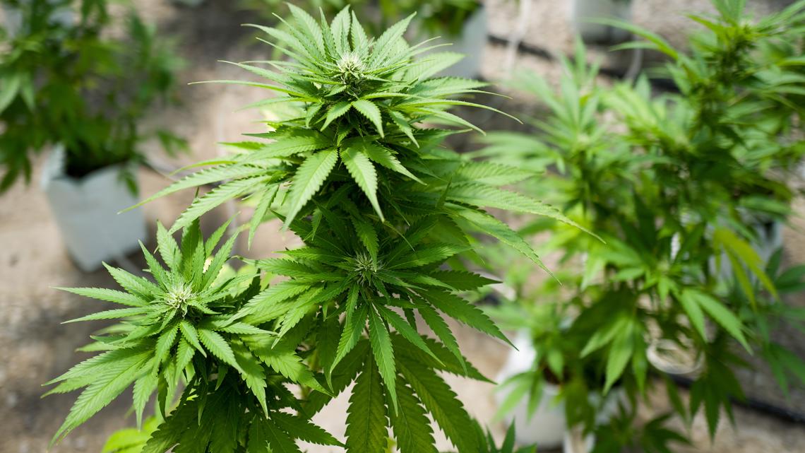 New Medical Cannabis Program goes into effect across the state - Vimarsana News