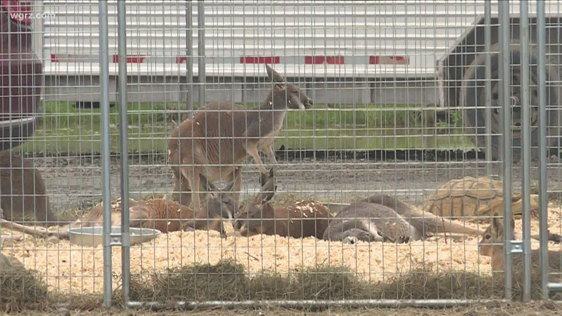 The unique farm will bring the kangaroos to your next party or event.
