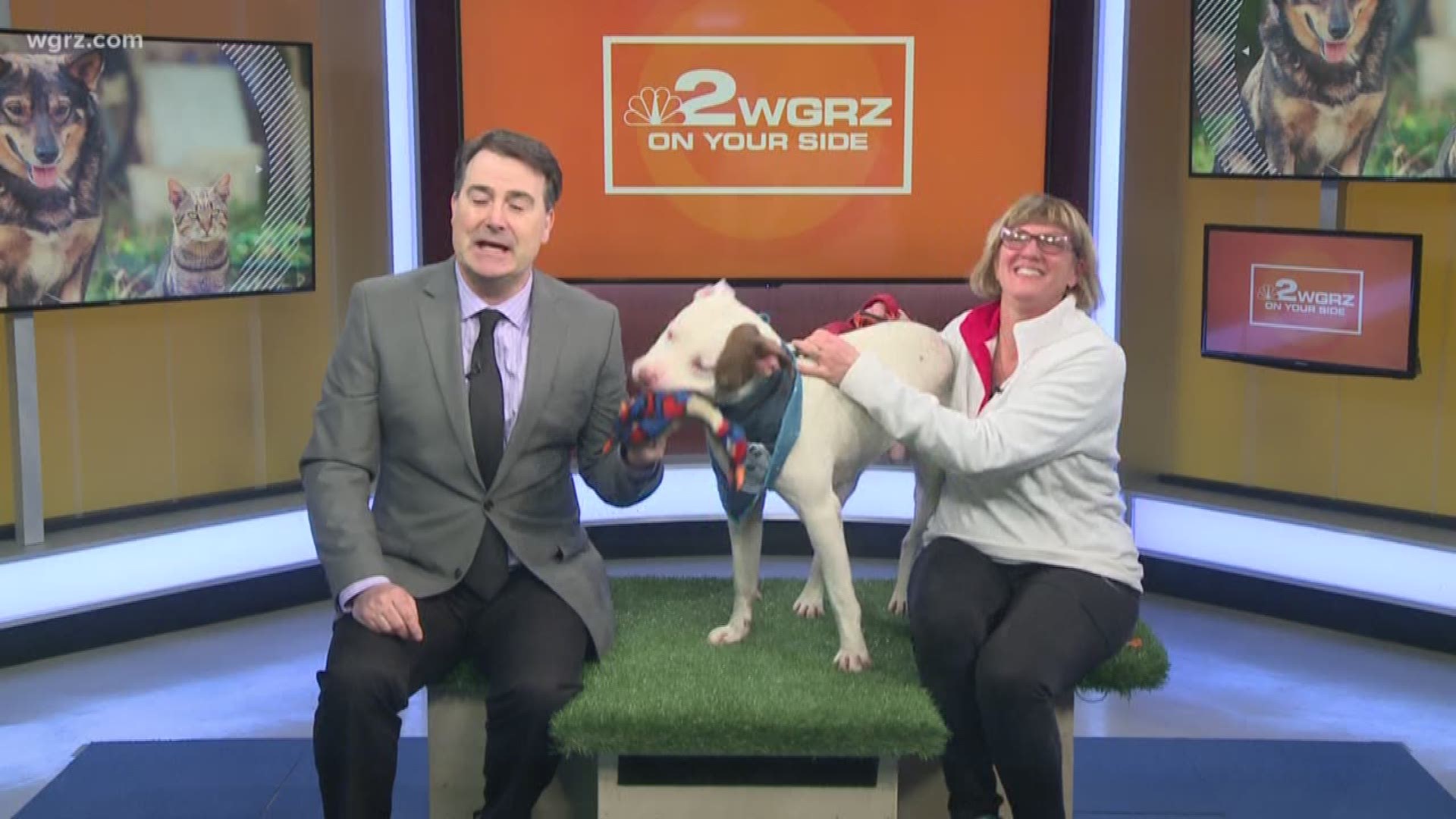 Skipper is a playful pup up for adoption from the Buffalo Animal Shelter.
