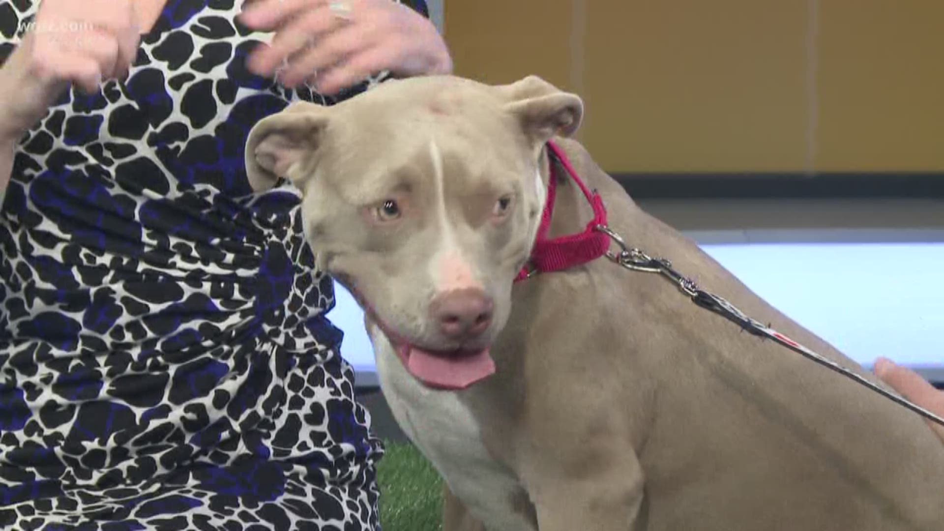 Lilly Rose is a sweet young lady looking for her forever home! Check out her Daybreak debut.