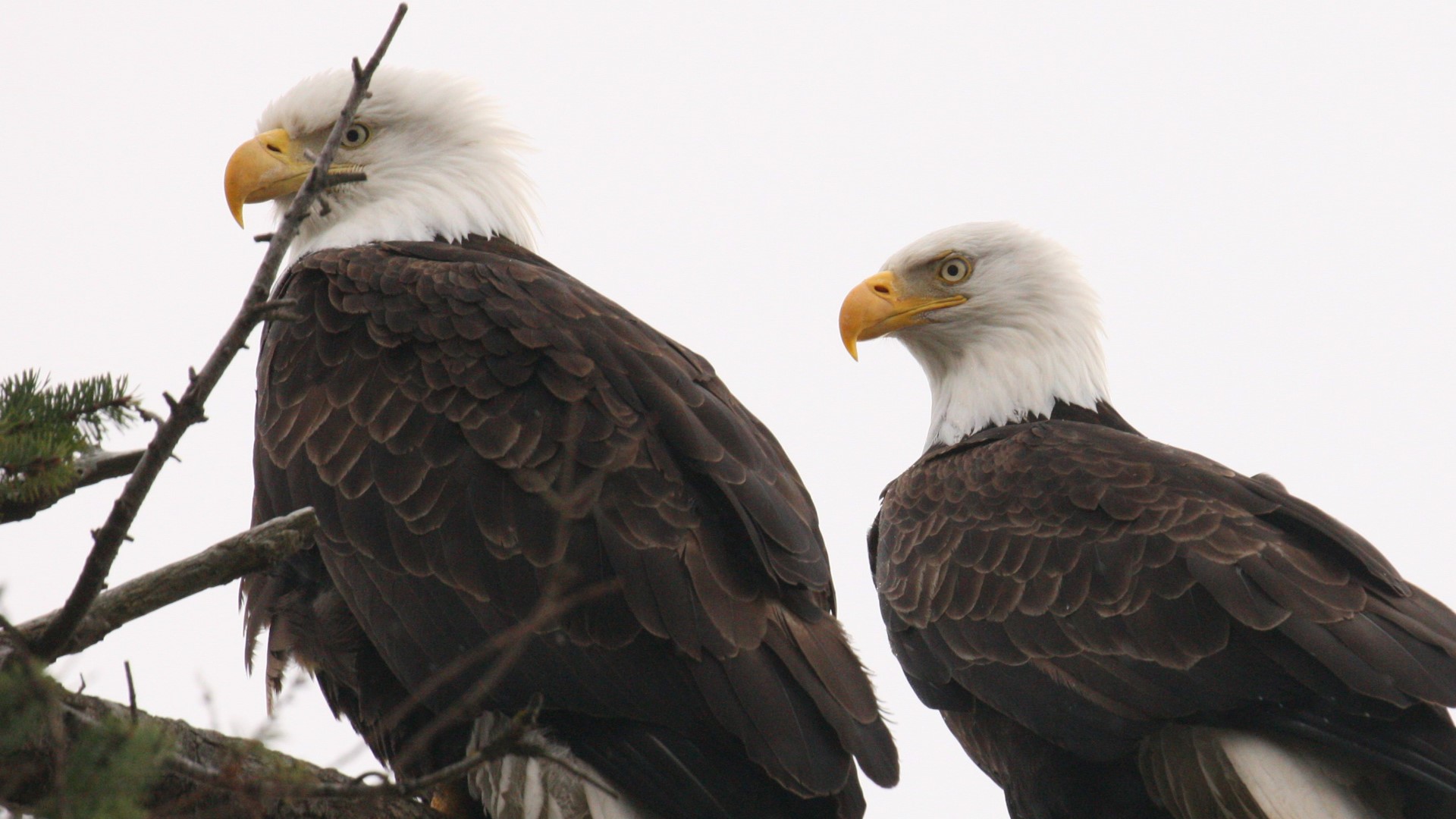 The Iroquois National Wildlife Refuge hosts eagle watches over two weekends in April.