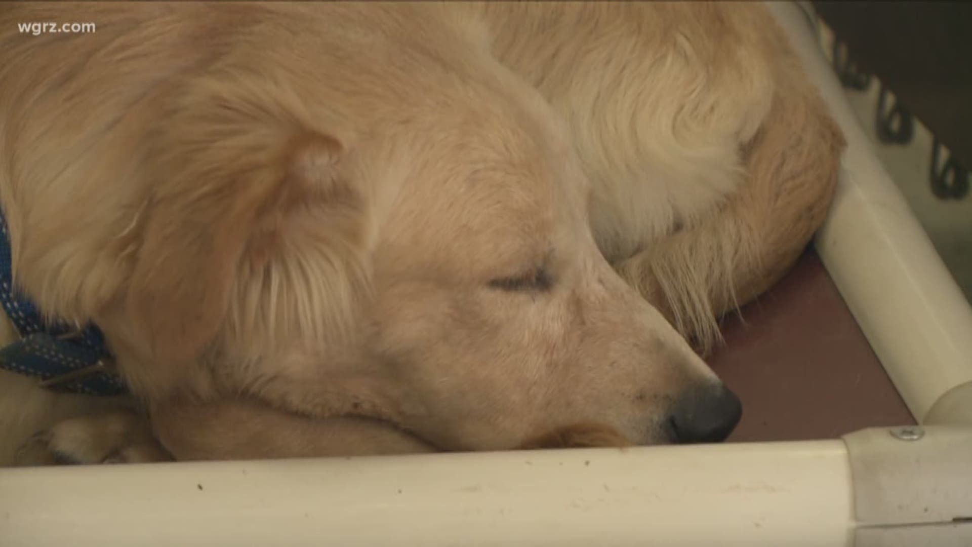 18 Dogs With Similar Scars Found Around WNY