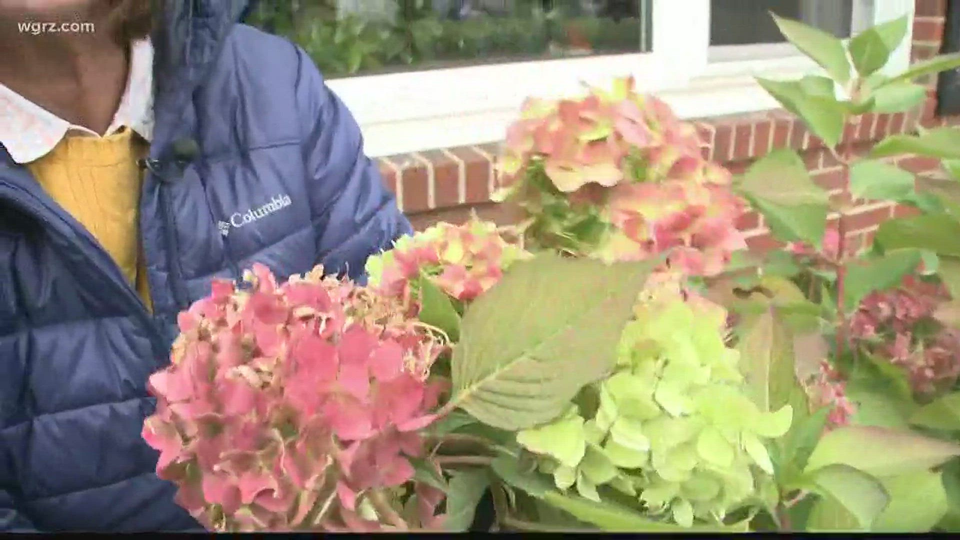 Jackie Albarella shows us how to prepare flowers for the winter.