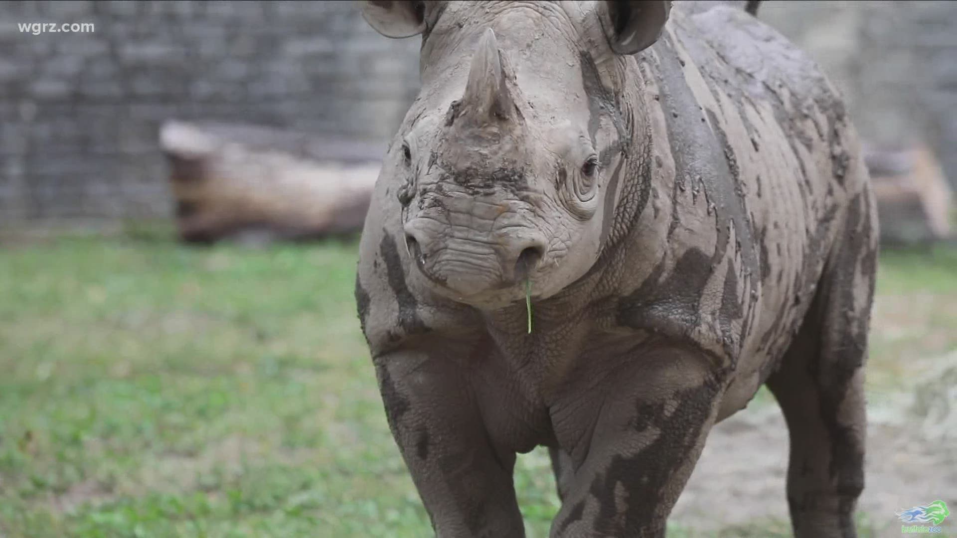 The 2-year-old African Black Rhino, named Lulu, came to Buffalo from Cleveland back in August