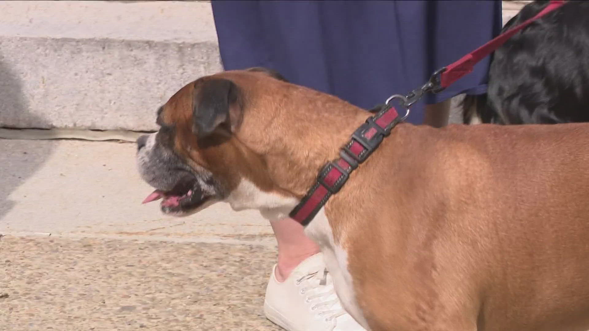 The Erie County Department of Health is hosting two upcoming free rabies clinics for the community.