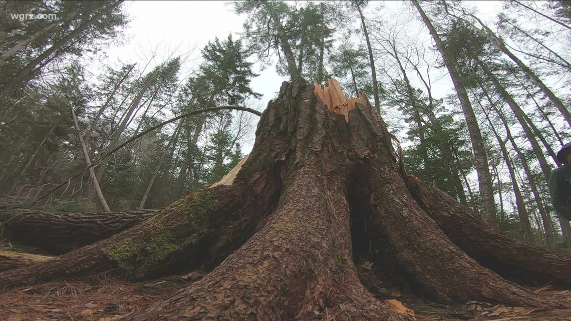 2 The Outdoors: The ancient trees of the Adirondack Mountains