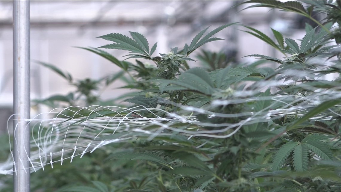 Cantina 62, Canterra owner plans weed lounge in downtown Buffalo - Vimarsana News