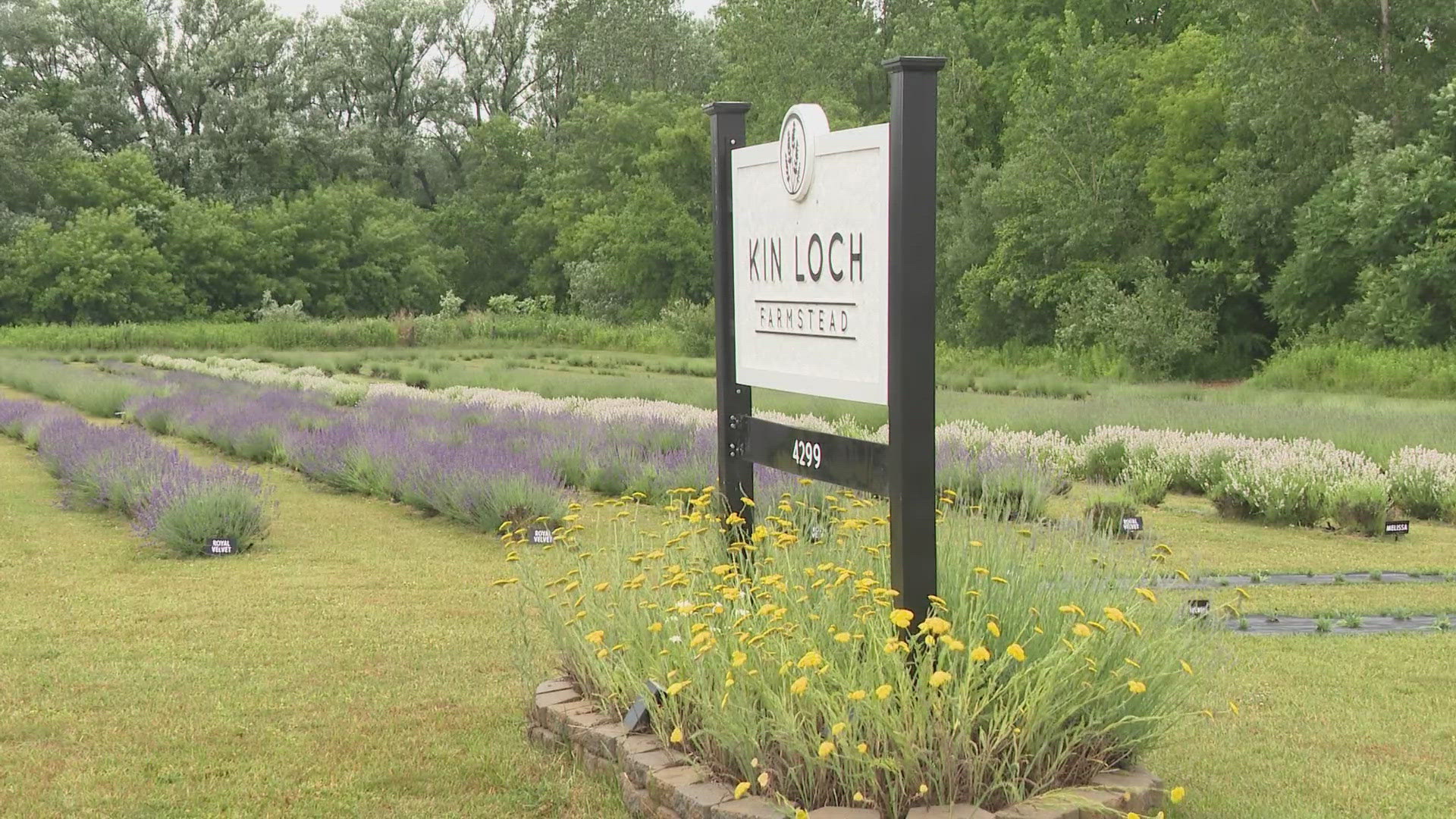 U-Pick Lavender fields at Kin Loch Farmstead