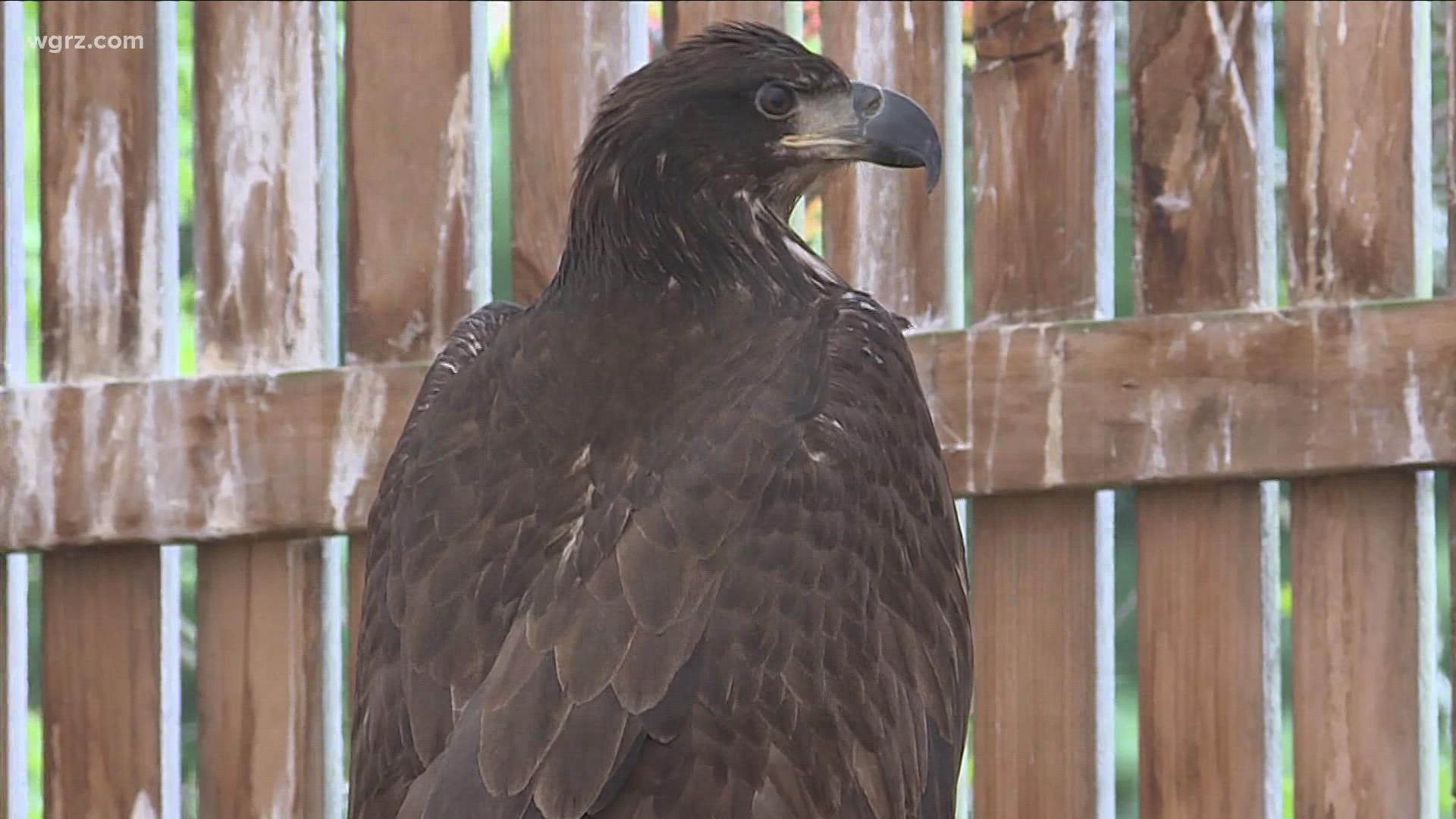 After hitting a downtown building in May, the eagle has since recovered and was recently released.