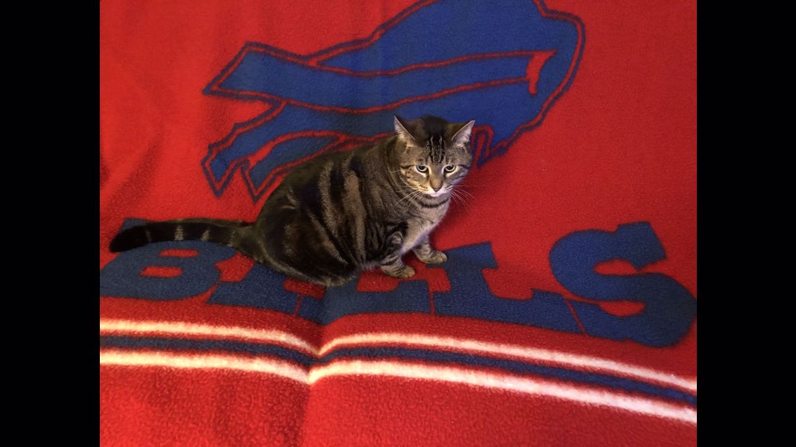 bills cat jersey