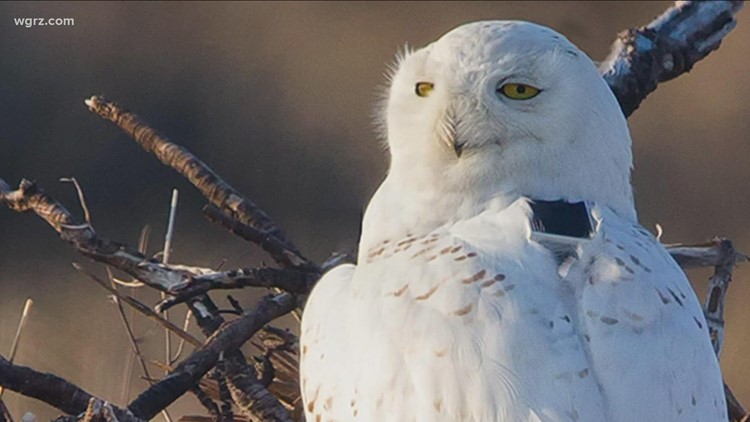 2 The Outdoors - Project Snowstorm: tracking snowy owls