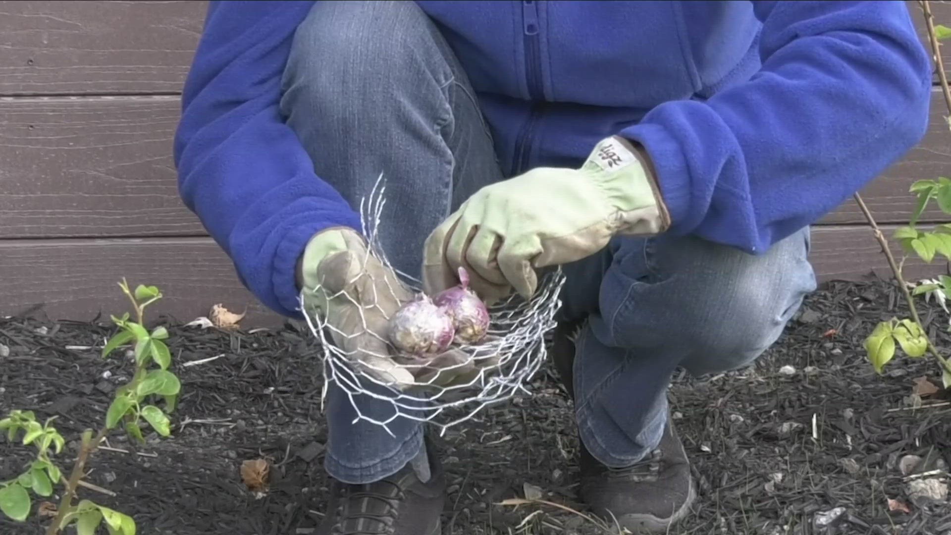 If you haven't planted your bulbs yet, don't worry, you can plant bulbs all the way up until the ground freezes.