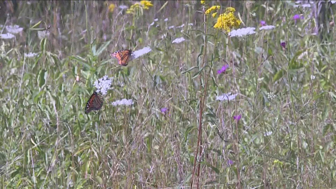 Invasive plant impacting monarch butterflies