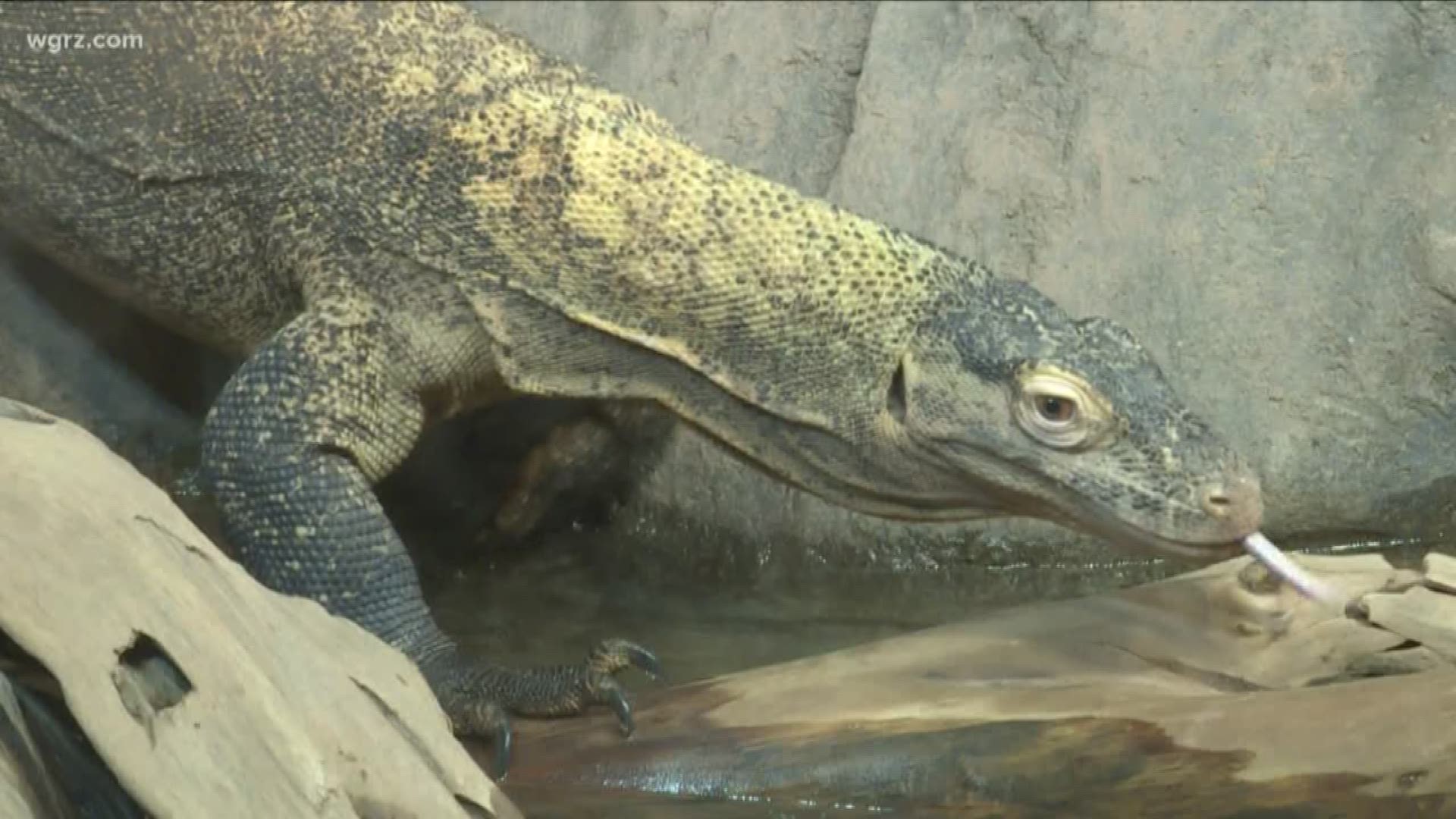 The Komodo dragon represents a connection to our prehistoric past, but they are threatened by human influence.