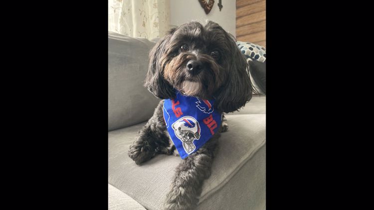 PHOTOS: Bills Mafia dogs