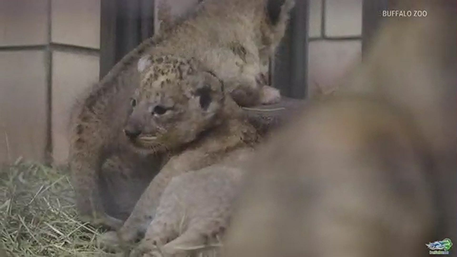The Buffalo Zoo's baby lions could make their public debut in about a month. (video provided courtesty the Buffalo Zoo)