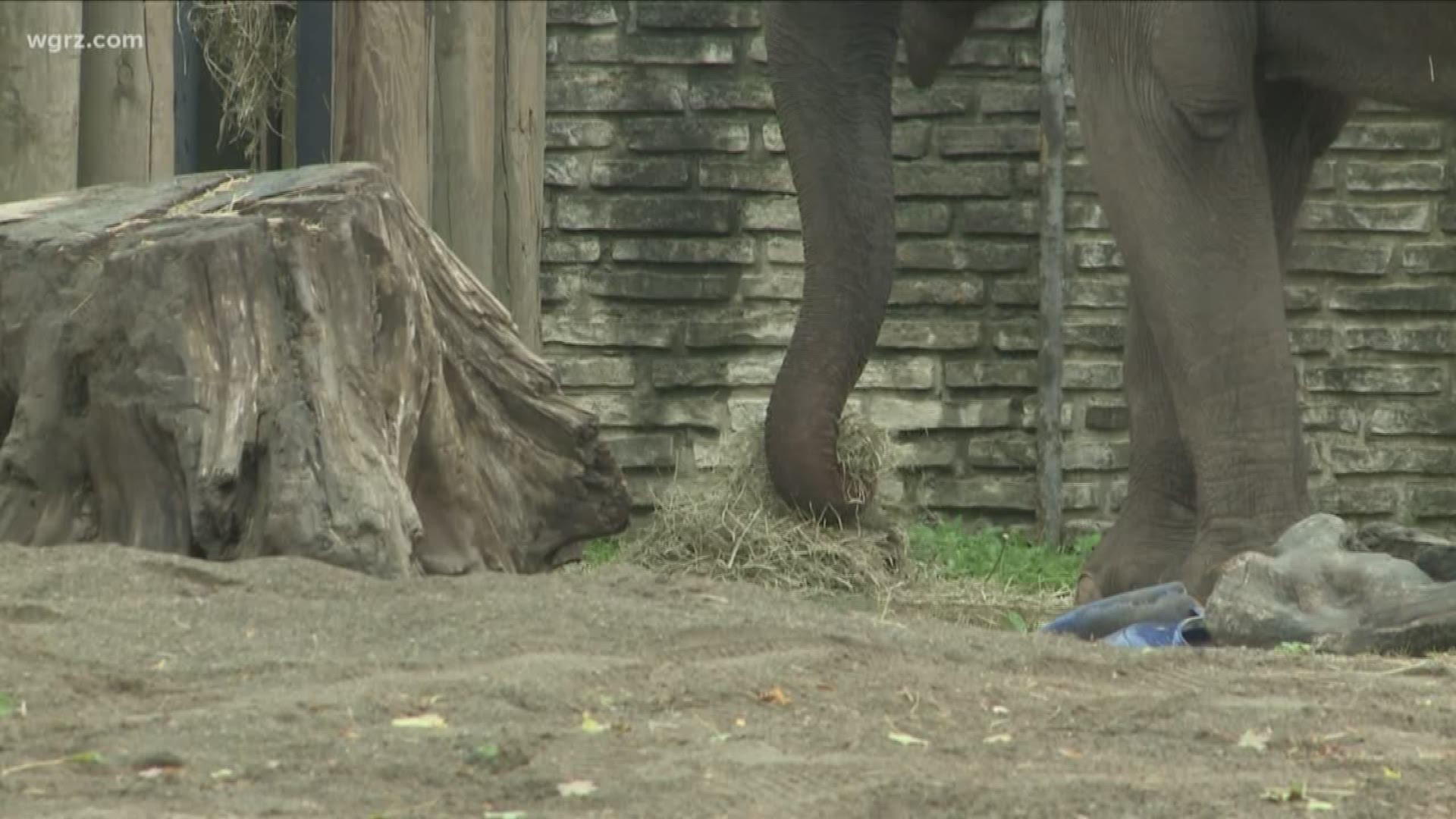 Buffalo Zoo says goodbye to its elephants