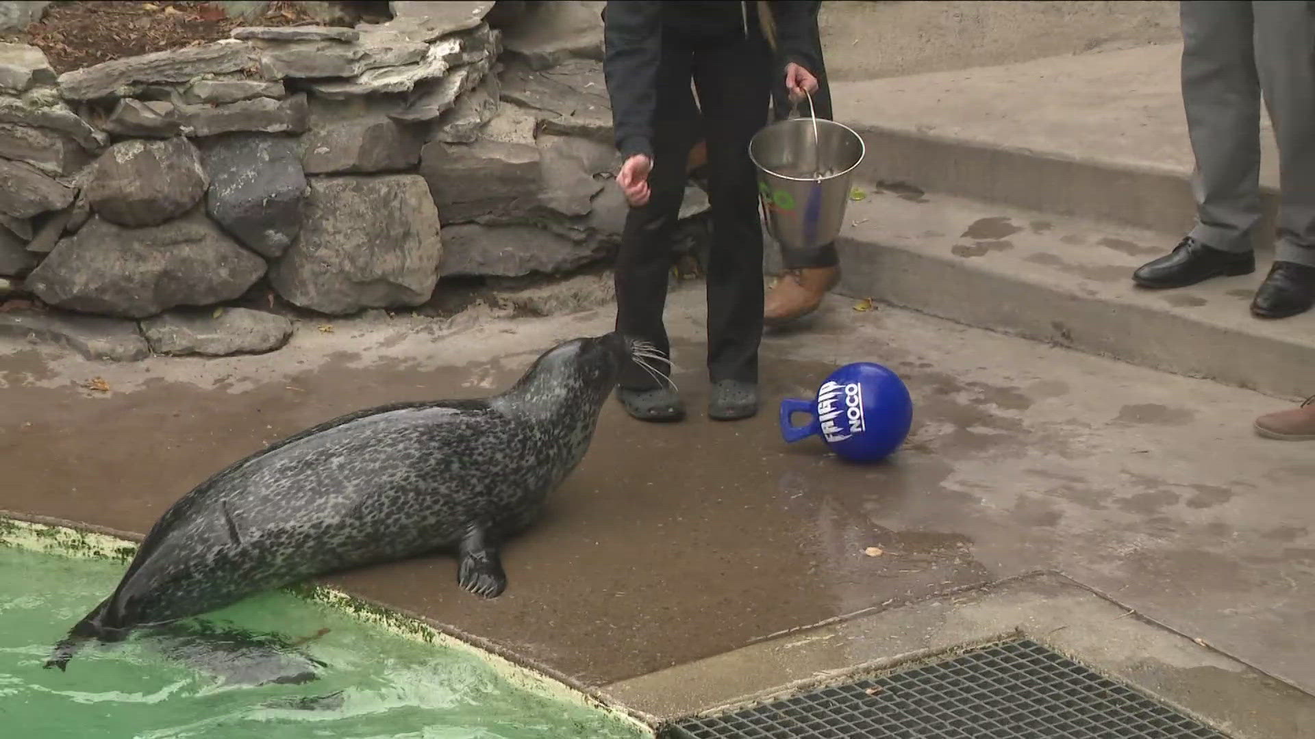 Most Buffalo: Stryker the Seal gives a winter outlook prediction