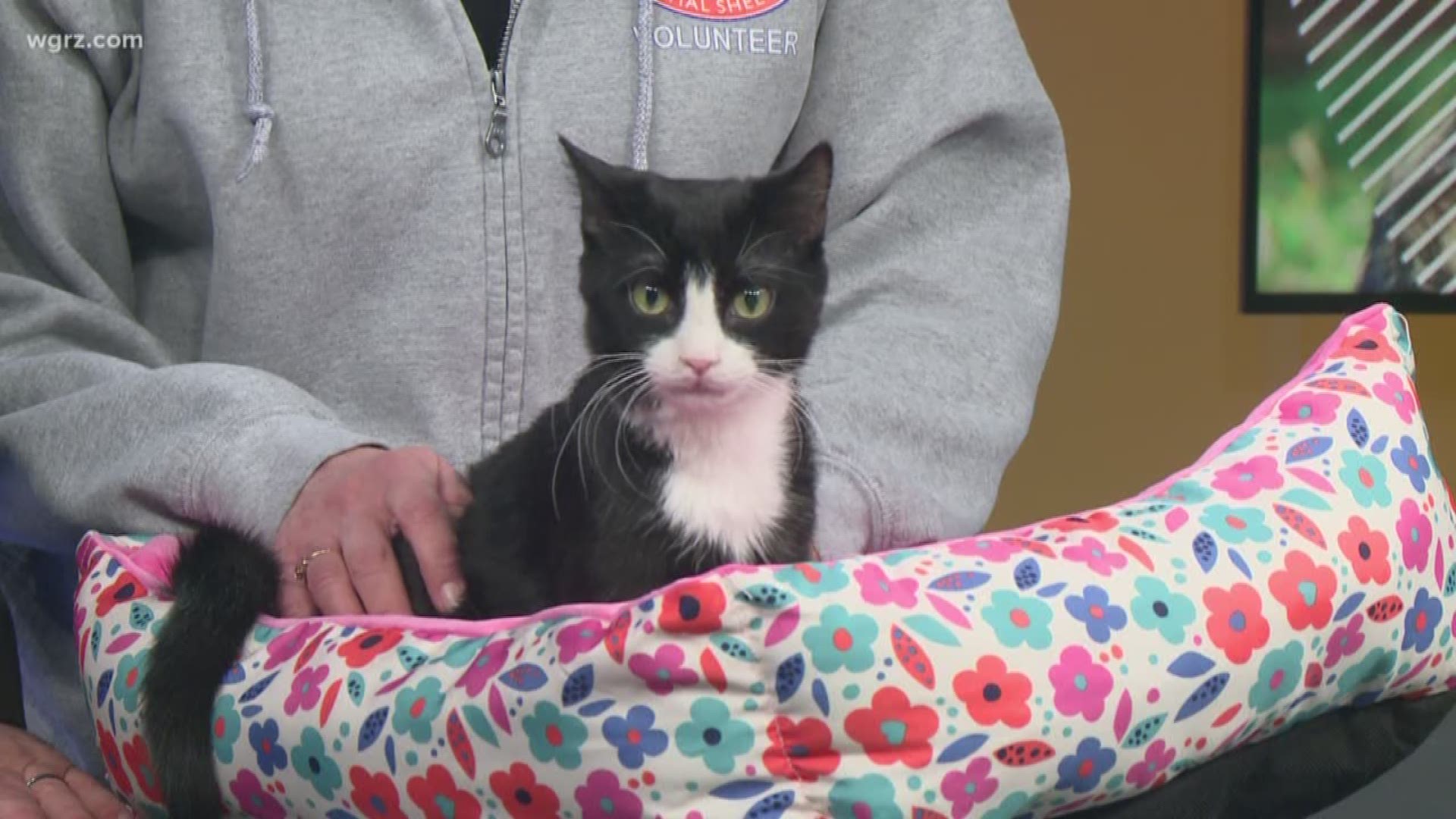 Freddie Mercury is 6 months old, and he's up for adoption from the Buffalo Animal Shelter.