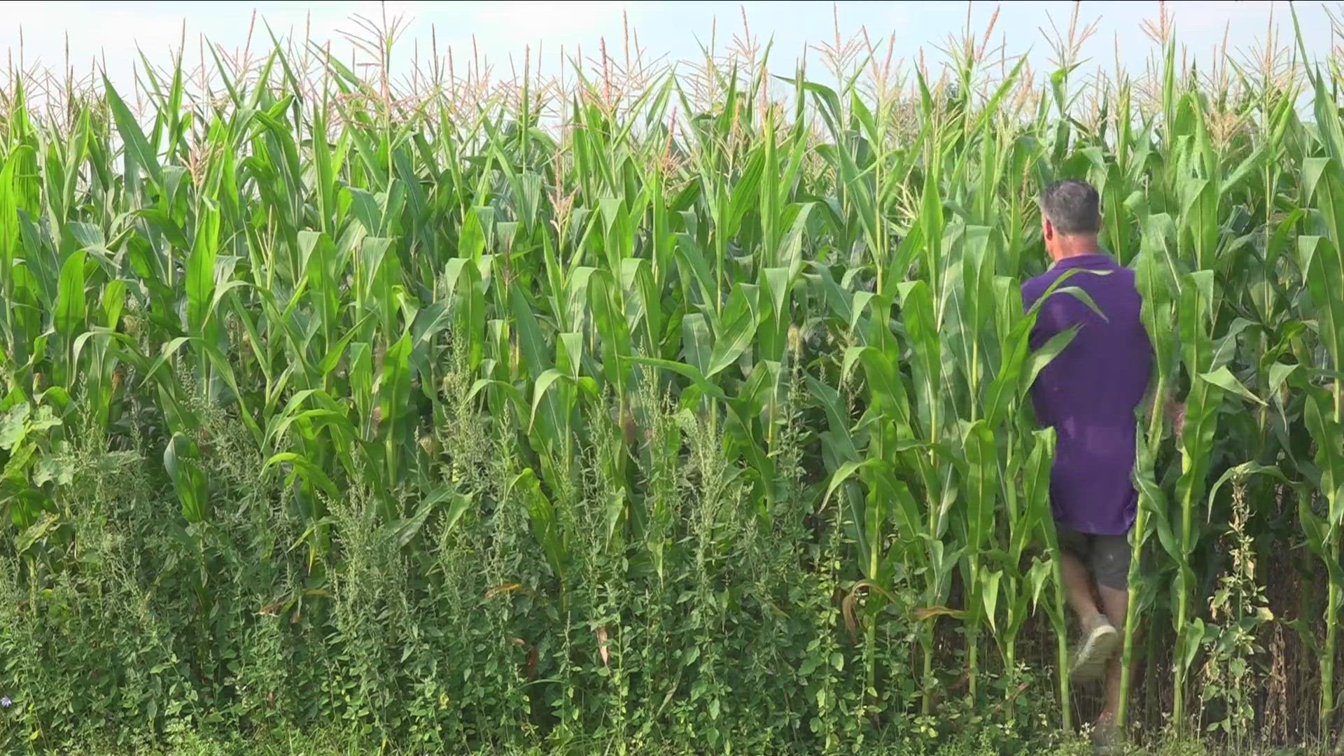 Celebrate WNY Eden Corn Festival underway