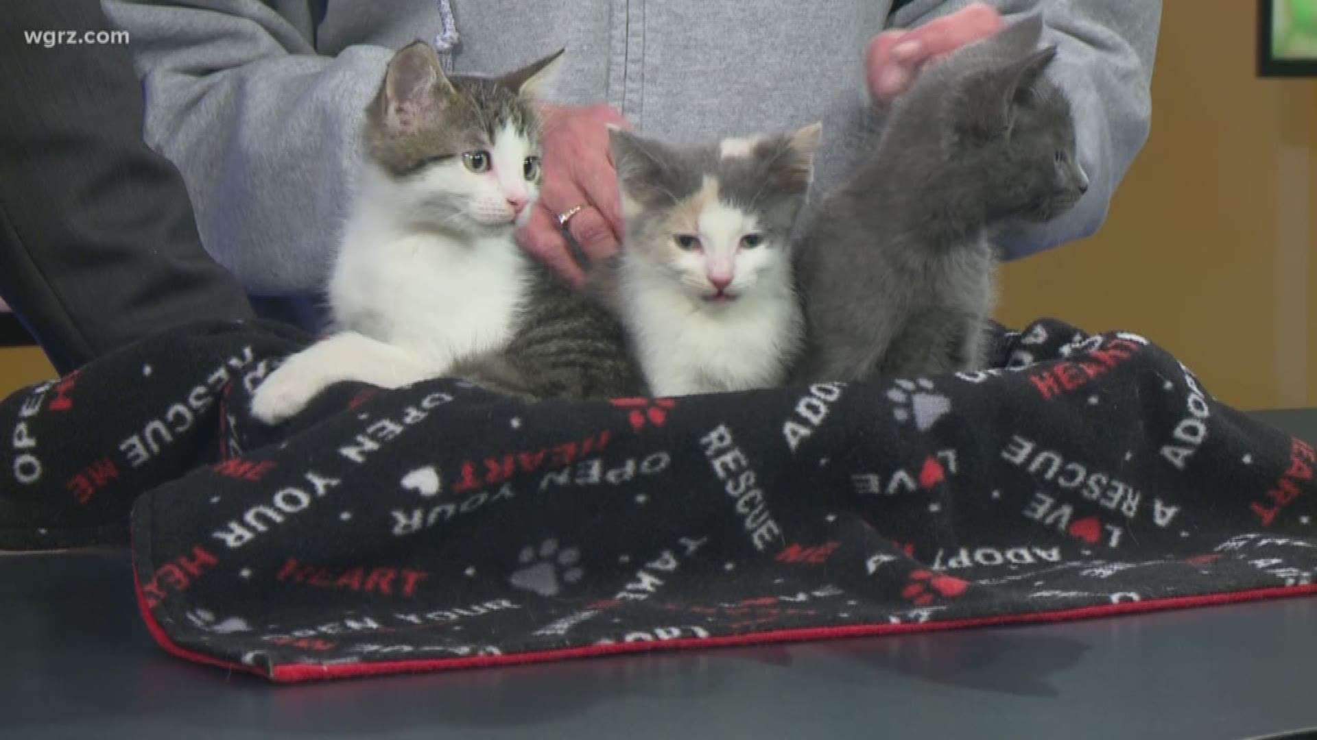 Violet, Vino, and Victor are all up for adoption through the City of Buffalo Animal Shelter! These cuddly kitties will be at the PetSmart on Elmwood Saturday searching for their forever homes!