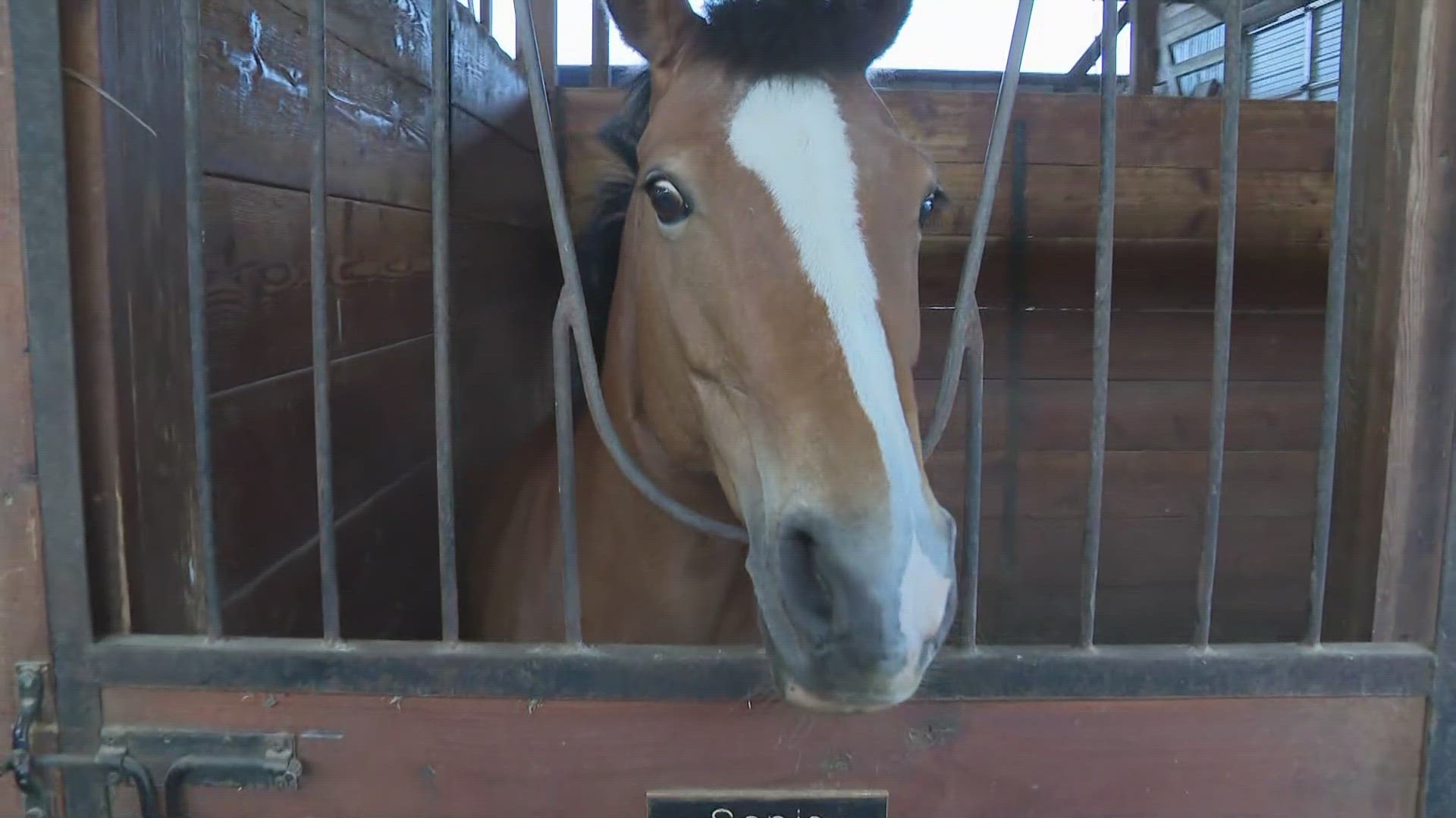 Celebrate WNY Spruce Meadow Farms