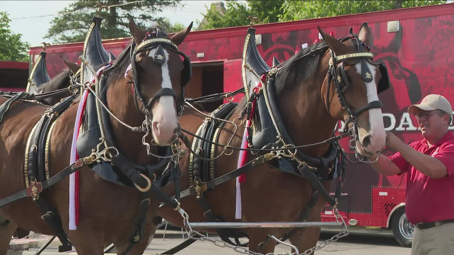 Western New York got a special visit from the Budweiser Clydesdales! You may have seen them in commercials, but tonight the horses took to Hertel Ave. for a parade.