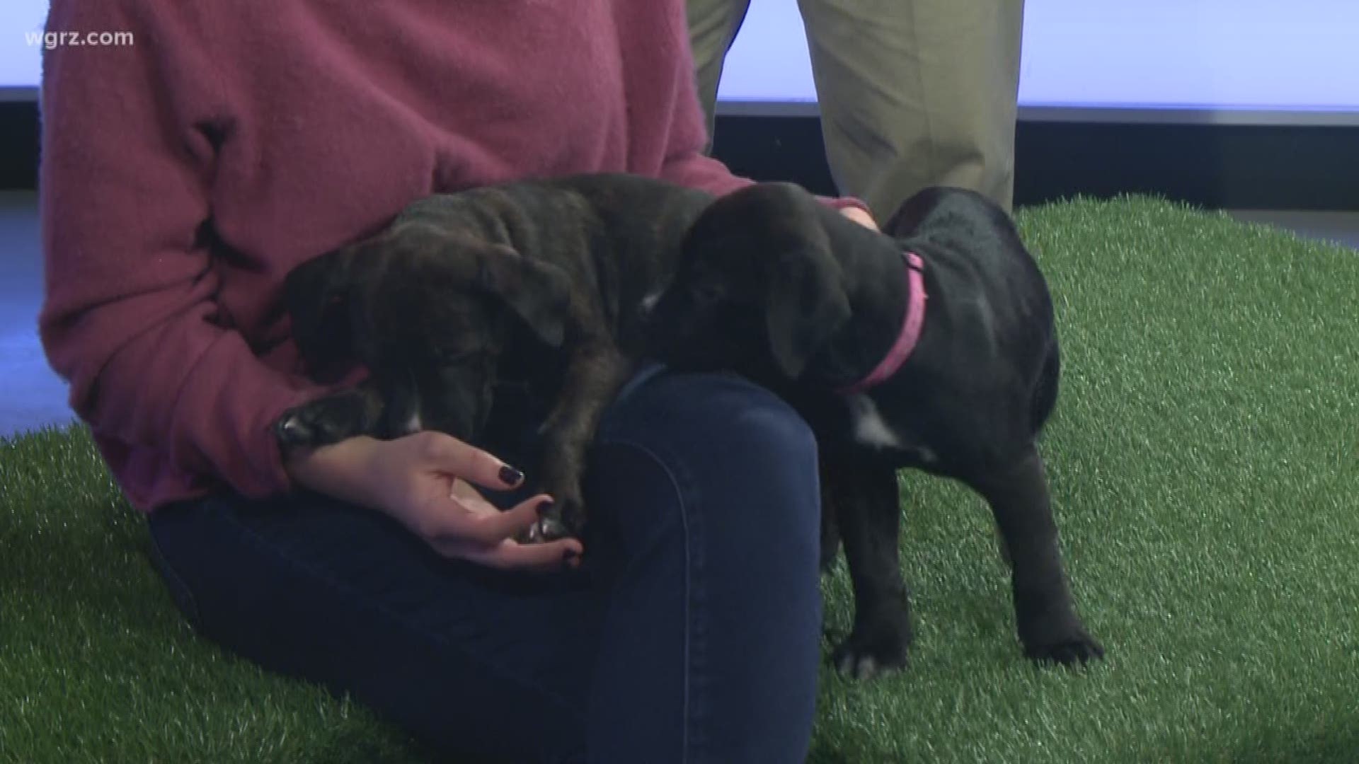 Introducing Meredith and Olivia! These sweet puppies couldn't get enough cuddles on Daybreak - and they need forever homes!