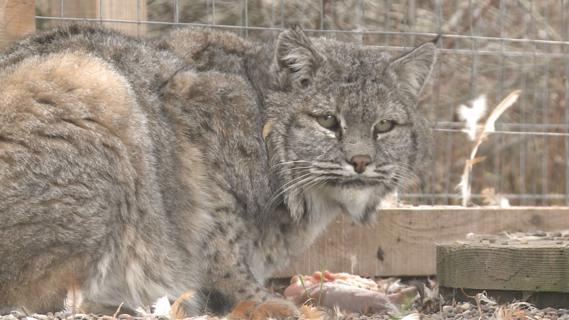 A heart-pounding video from a Plano, Texas, backyard shows a bobcat sneak up behind a 10-year-old yorkie before taking a couple of swings at the small dog. (KXAS)