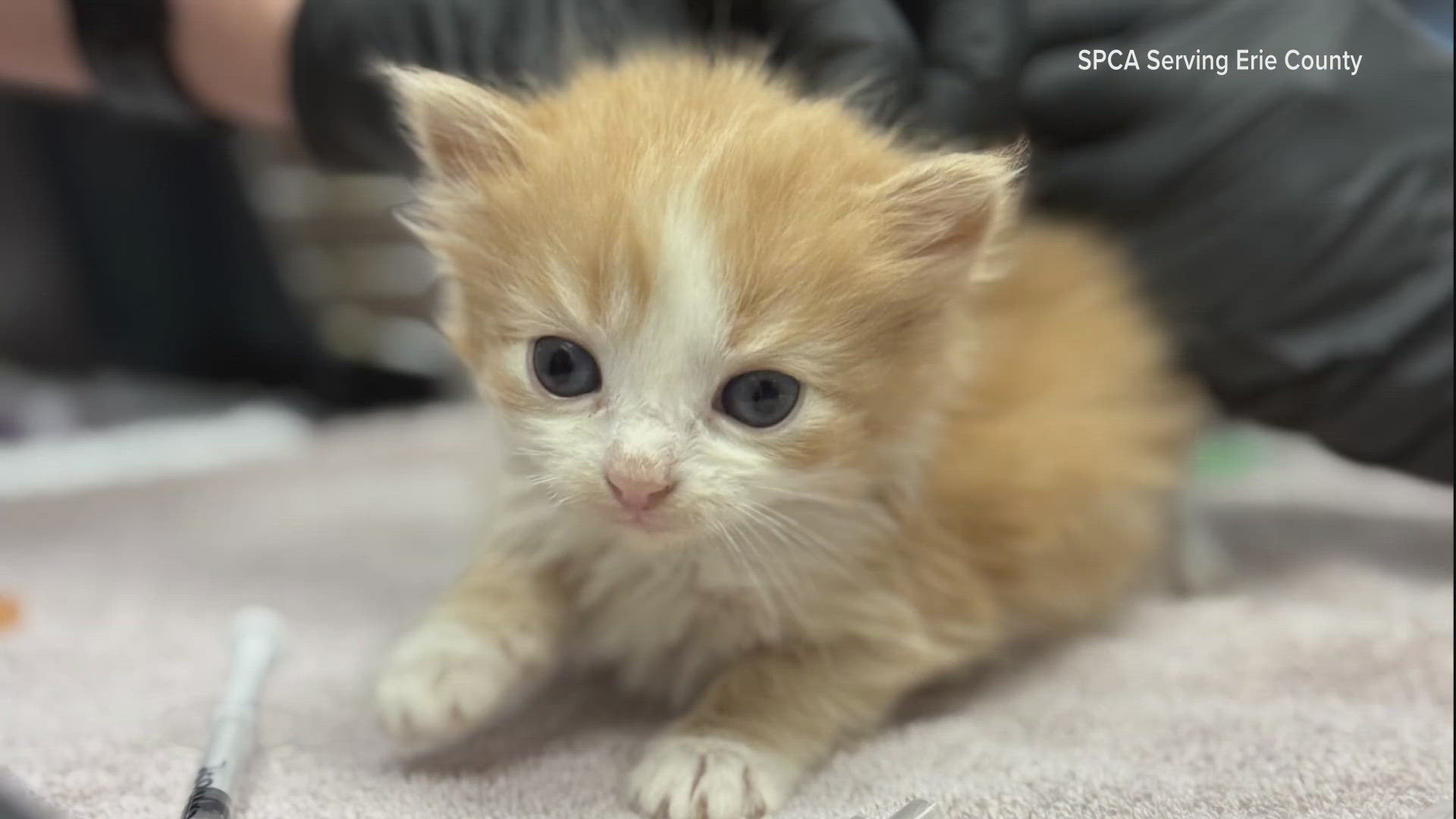 The SPCA serving Erie County confiscated 31 cats and three dogs from a hoarding situation where animal cruelty charges are pending.