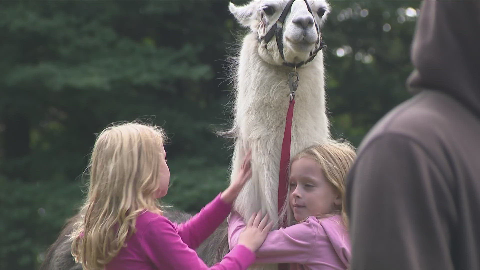 This weekend in Arcade people will have the chance to meet llamas, check out vendors and more at the WNY Llama Fest.