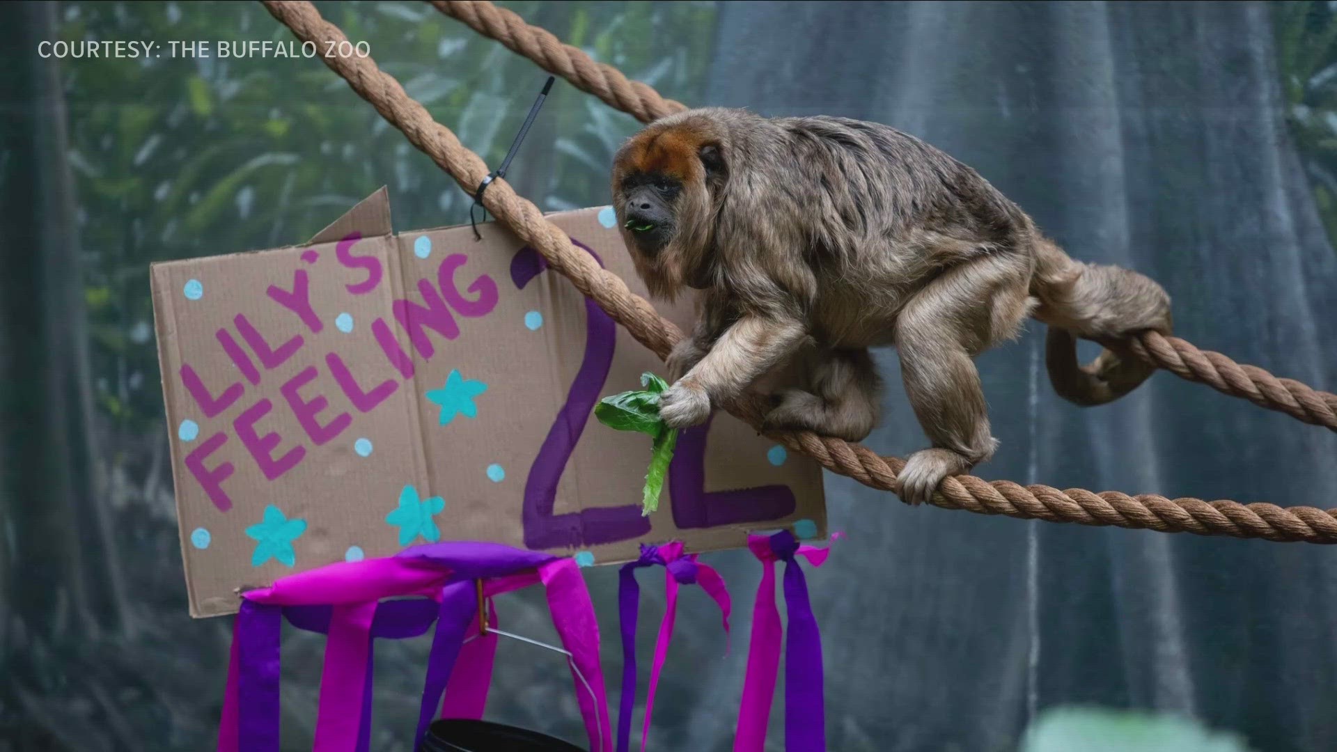 Lily the howler monkey celebrates her 22nd birthday like Taylor Swift.