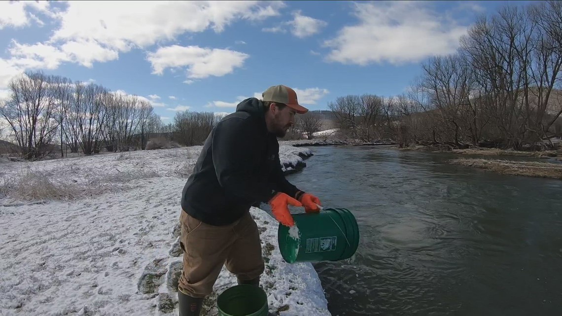 Getting stocked for New York's main trout season - Vimarsana News
