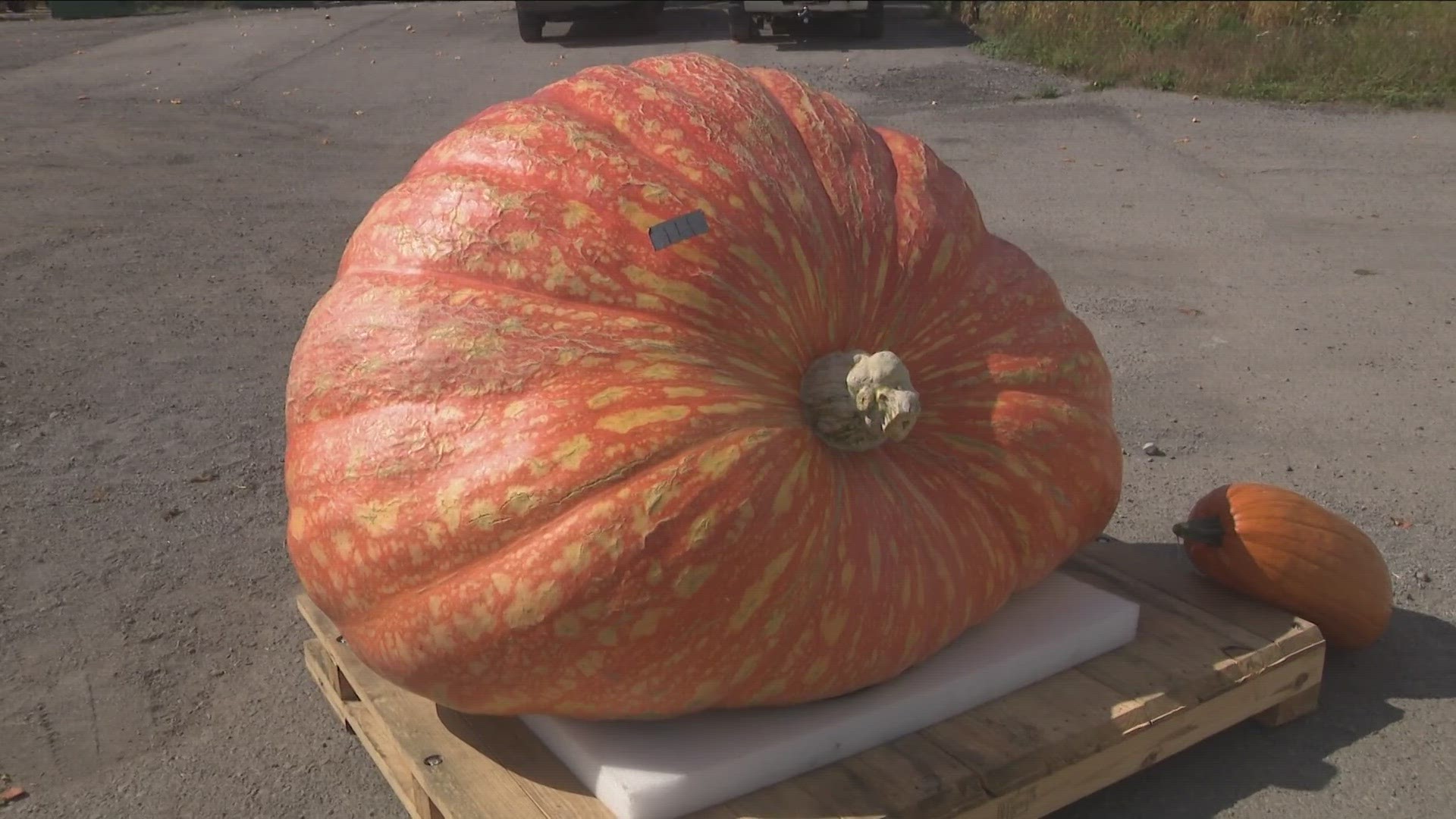 The Great Pumpkin Farm in Clarence held a world pumpkin weigh-off on Saturday afternoon.