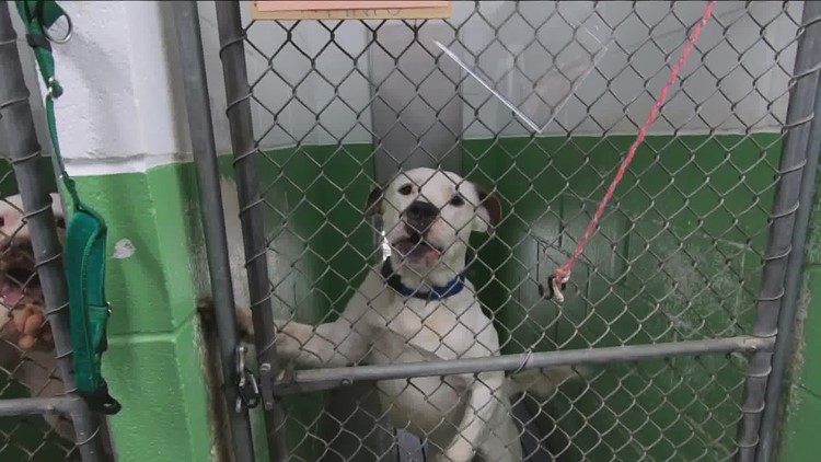 Animal shelters getting influx of pets