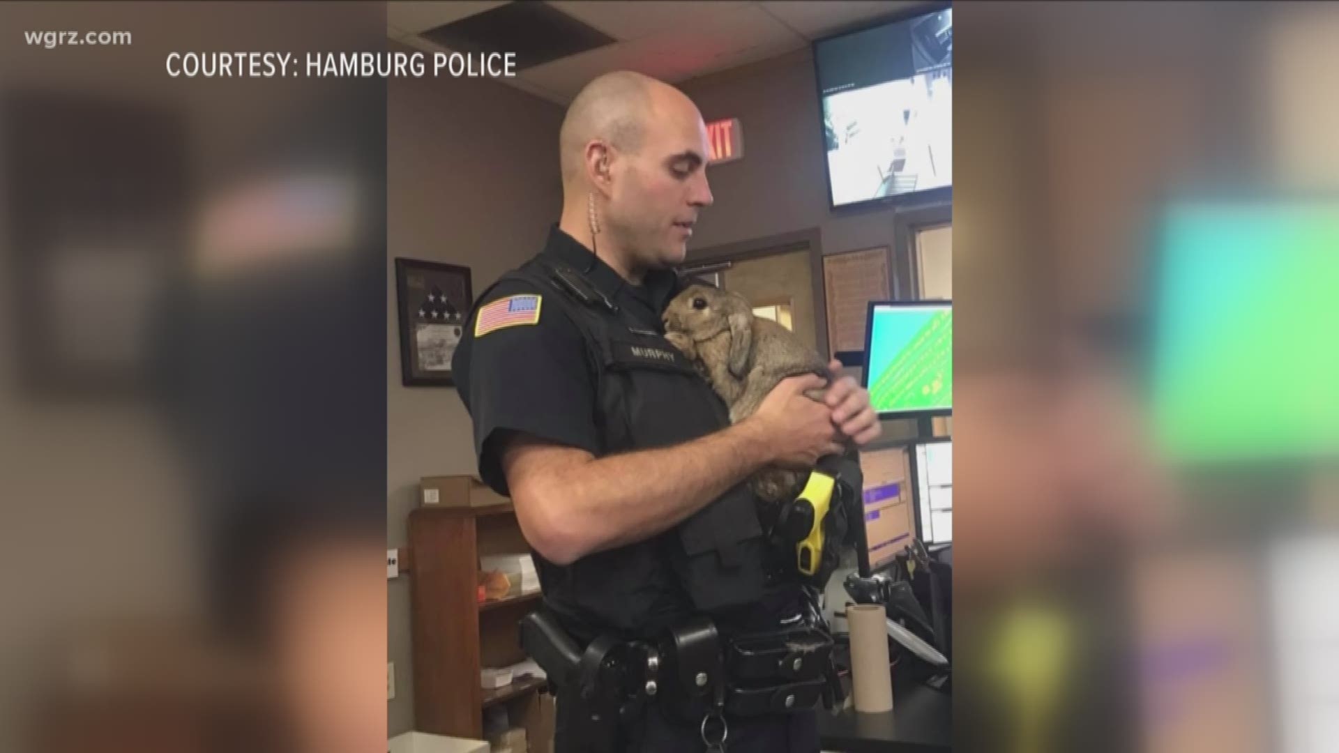 Hamburg PD: Please Don't Abandon Pets