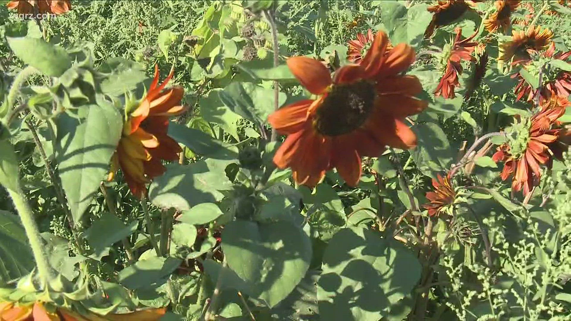 Sunflower Fields Of Sanborn's Cease & Desist