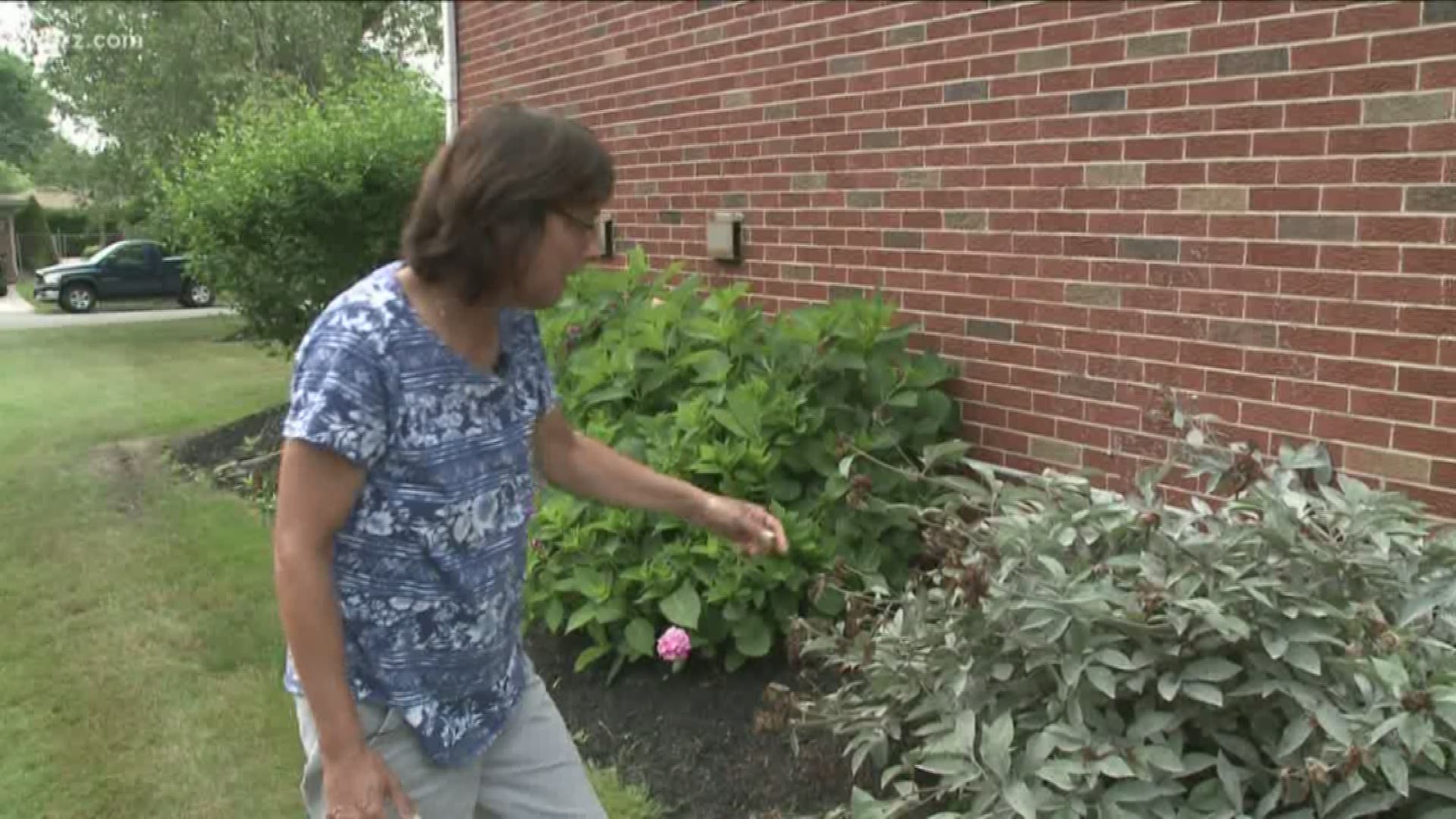 Gardening expert Jackie Albarella explains the best method for getting rid of powdery mildew.