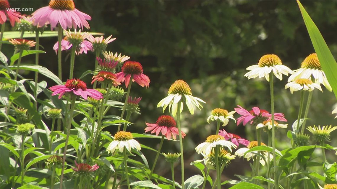 Garden Walk Buffalo returns this weekend featuring over 300 gardens - Vimarsana News
