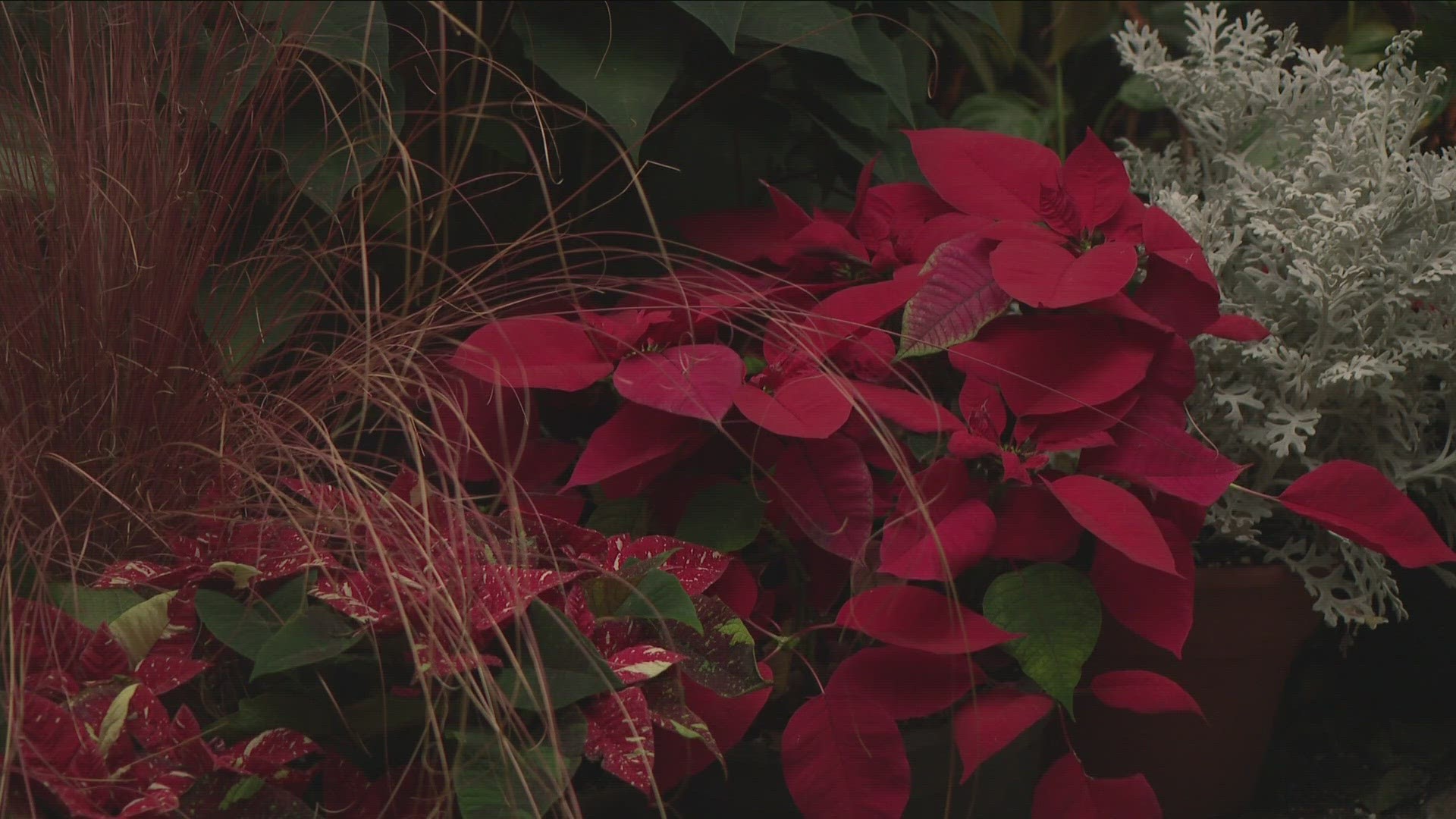 Poinsettias After Dark exhibit at Botanical Gardens wrapping up this weekend