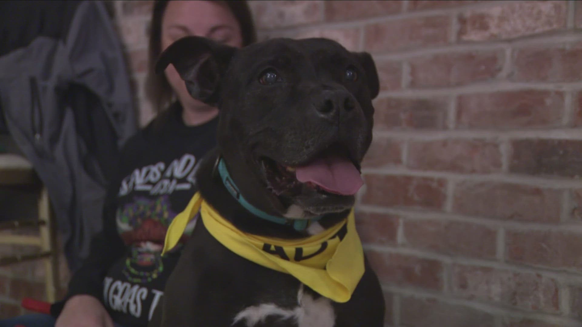 The fundraiser hopes to raise money for the adoptable dogs looking for new homes.