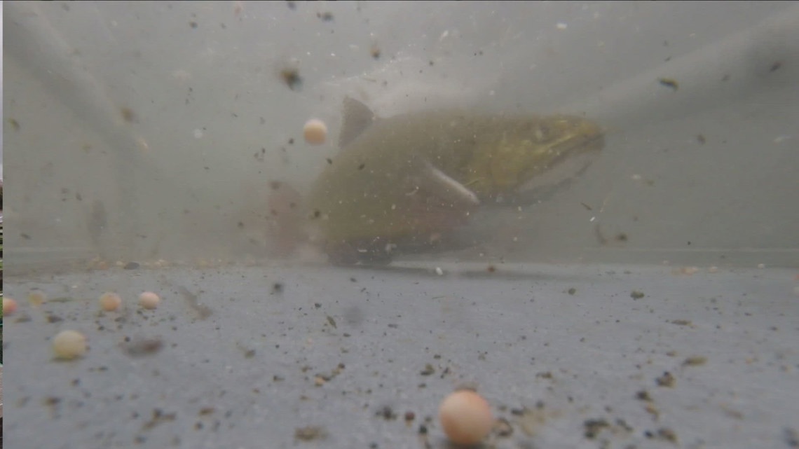 Randolph Fish Hatchery Raising Next Stock