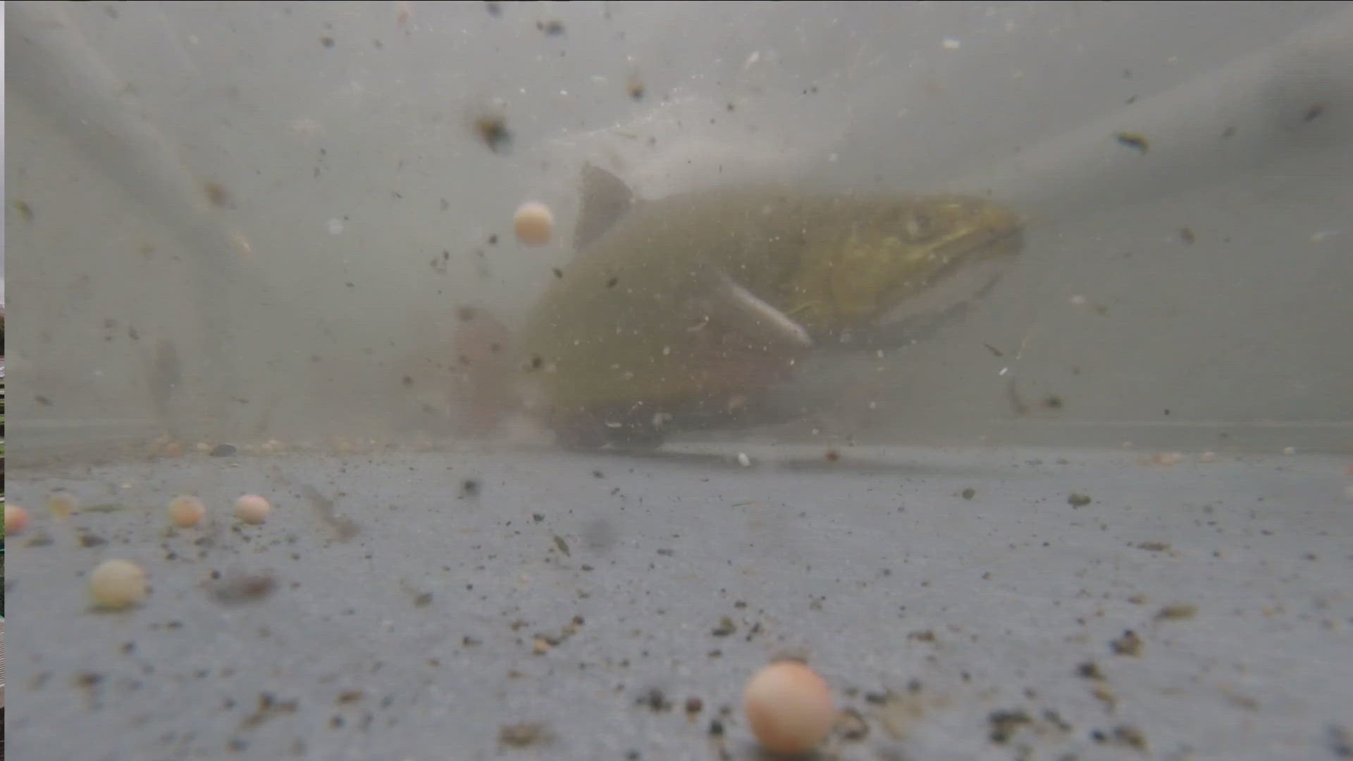 IN THE WILD THESE TROUT WOULD NATURALLY REPRODUCE... BUT NOWADAYS IDEAL CONDITIONS AREN'T ALWAYS THERE...AND THE HATCHERY IS A LOT BETTER AT ENSURING SURVIVAL...